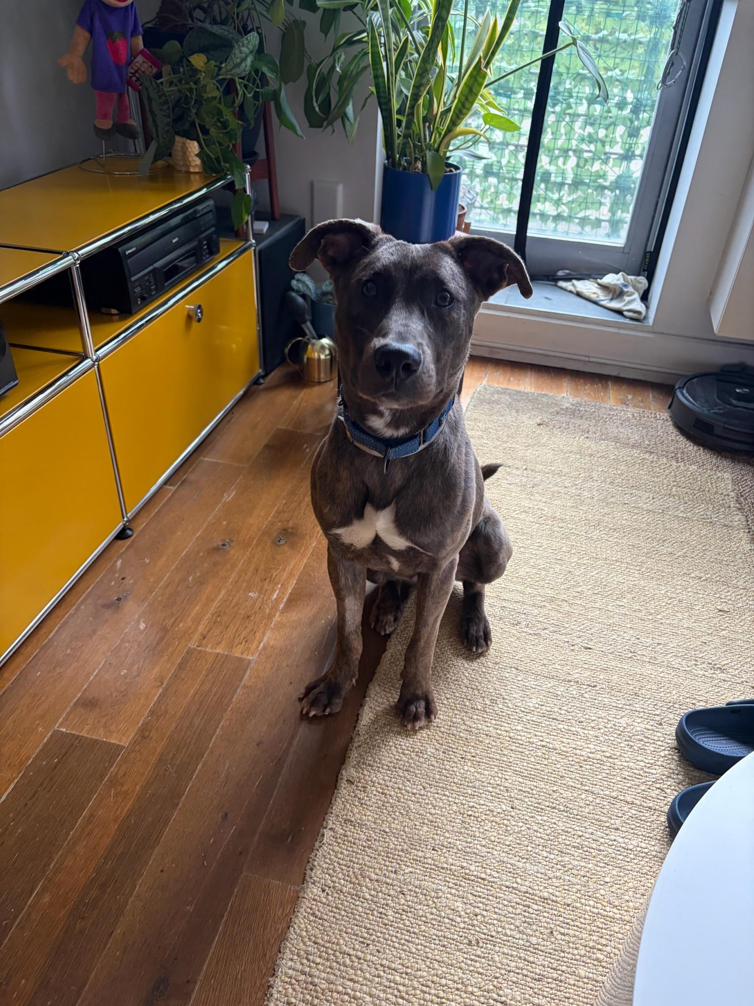 Enlarge Yuki, a Adoptable mixed breed in Farmingdale, NY image 5/6