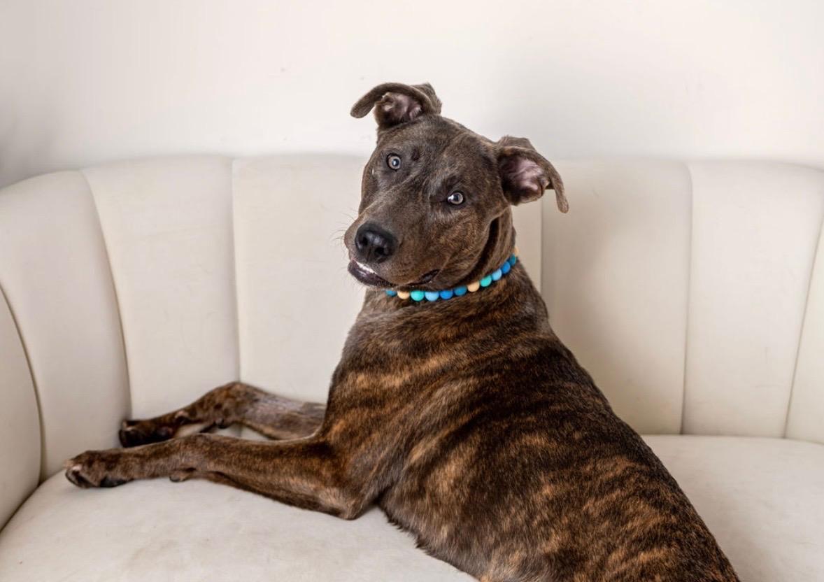 Enlarge Yuki, a Adoptable mixed breed in Farmingdale, NY image 2/6