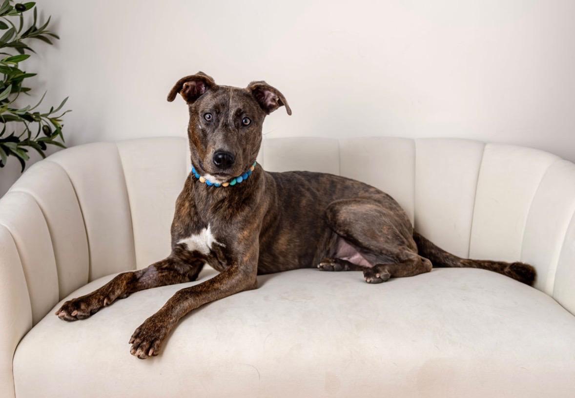 Enlarge Yuki, a Adoptable mixed breed in Farmingdale, NY image 3/6
