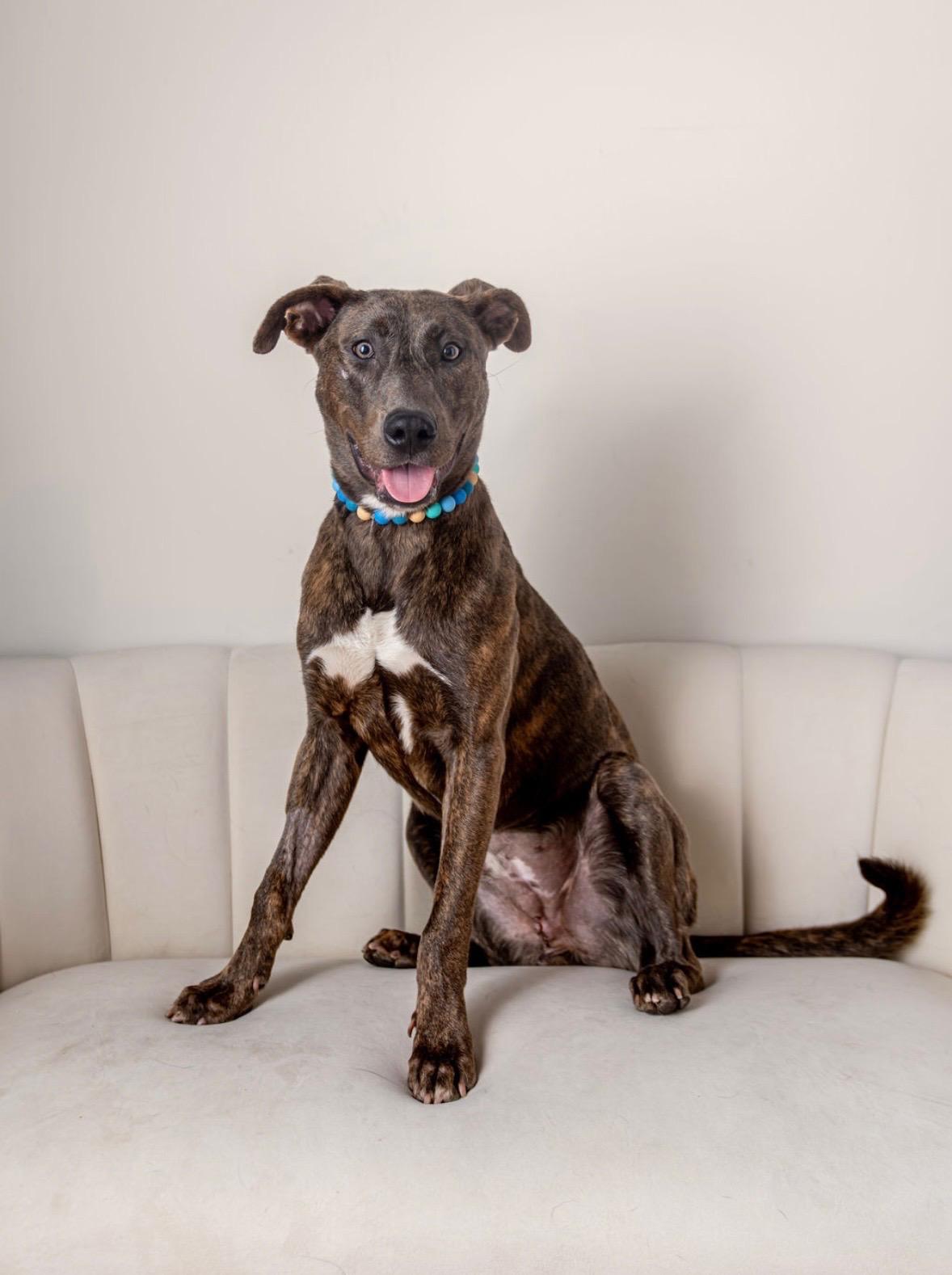 Enlarge Yuki, a Adoptable mixed breed in Farmingdale, NY image 4/6