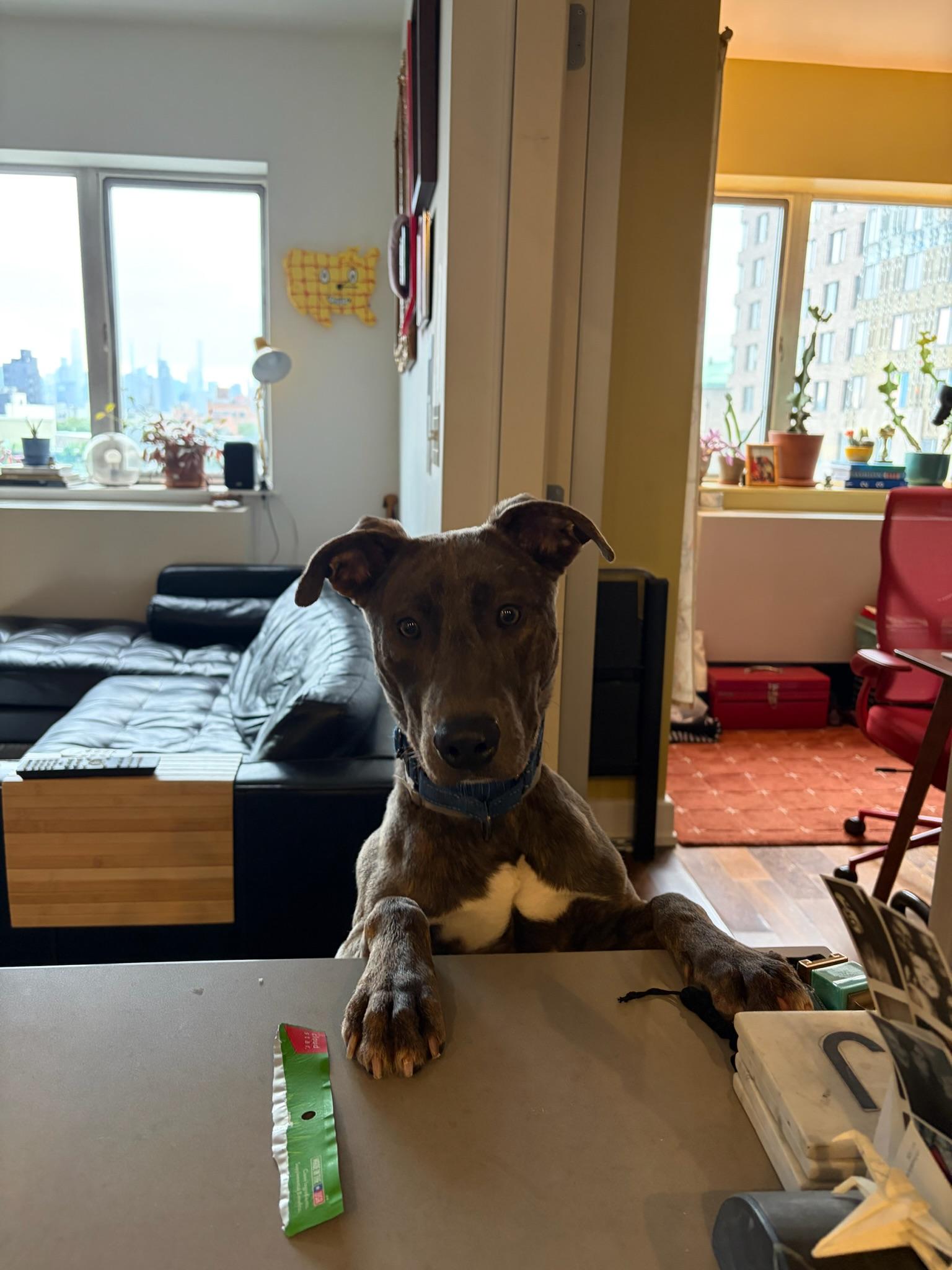 Enlarge Yuki, a Adoptable mixed breed in Farmingdale, NY image 6/6