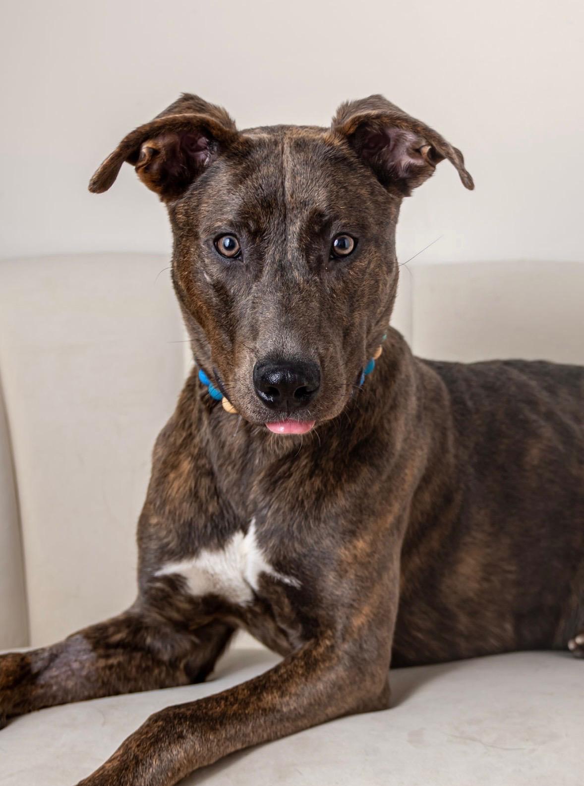 Yuki, Adoptable, Young Male Mixed Breed.