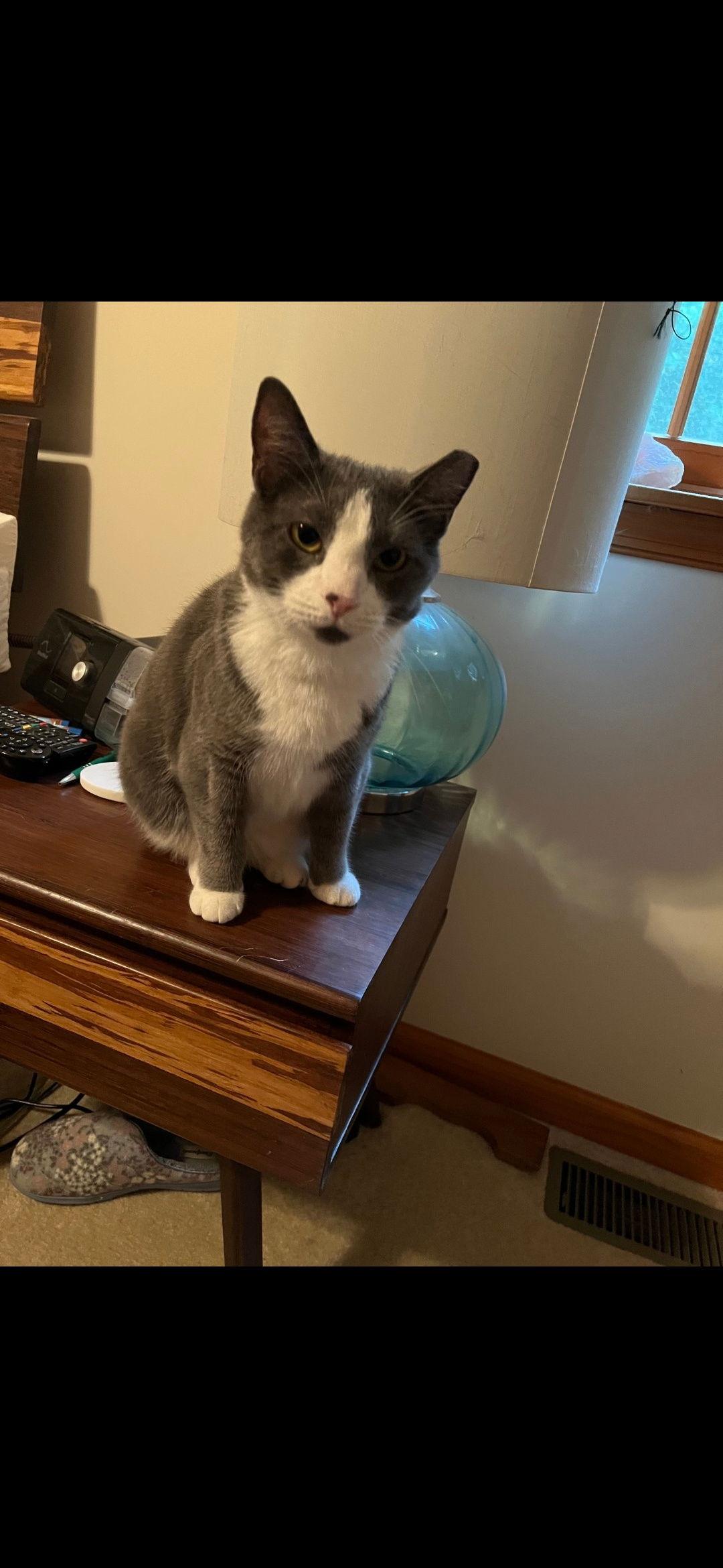 Enlarge Oliver, a Adoptable Domestic Short Hair in Harrisburg, PA image 1/2