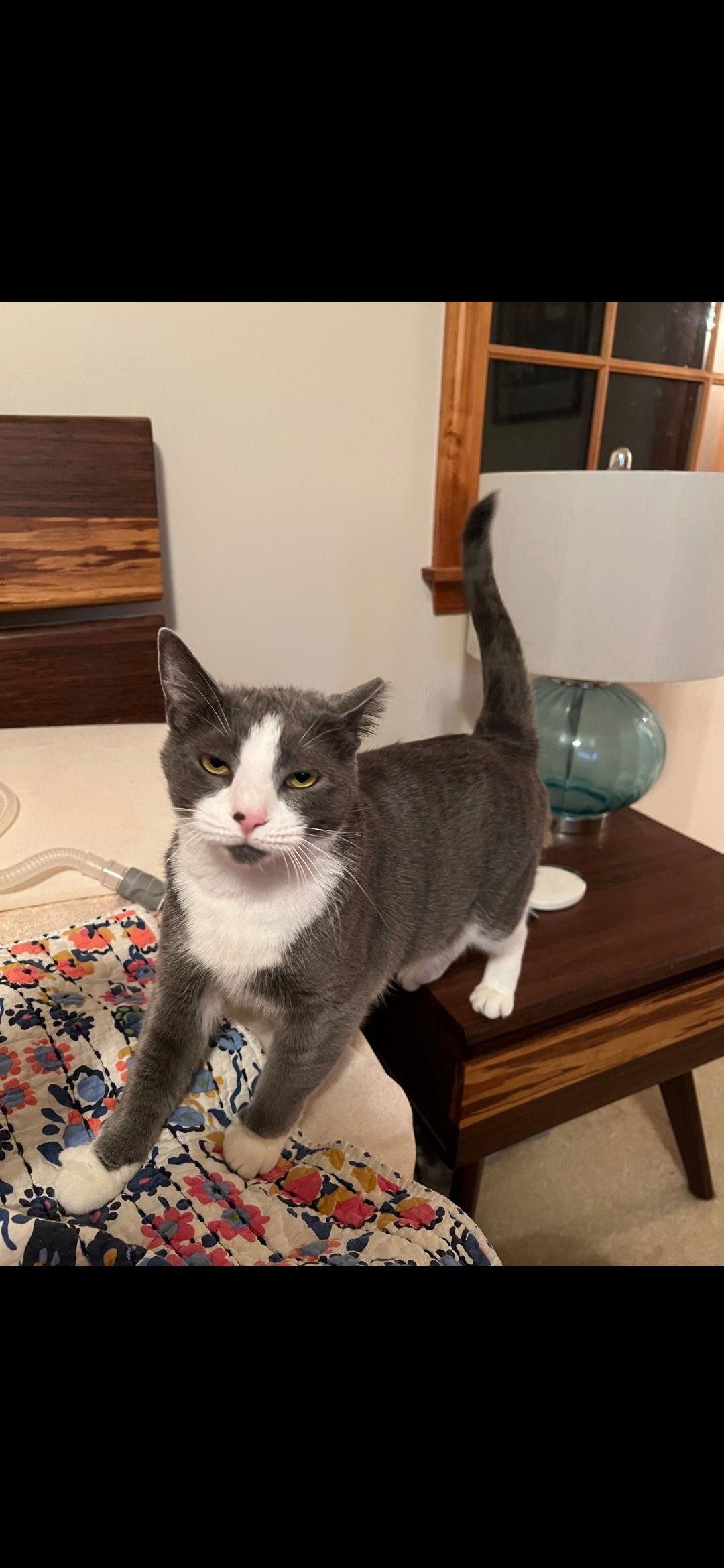 Enlarge Oliver, a Adoptable Domestic Short Hair in Harrisburg, PA image 2/2