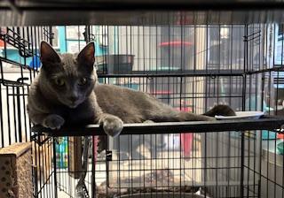 Enlarge Dutchess, an adopted Domestic Short Hair in Phoenix, AZ image 2/3