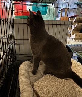 Enlarge Dutchess, an adopted Domestic Short Hair in Phoenix, AZ image 3/3