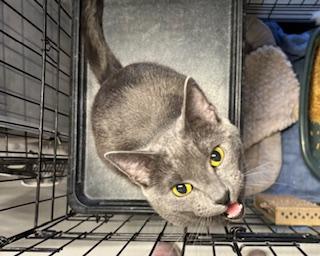 Dutchess, adopted, Young Female Domestic Short Hair.