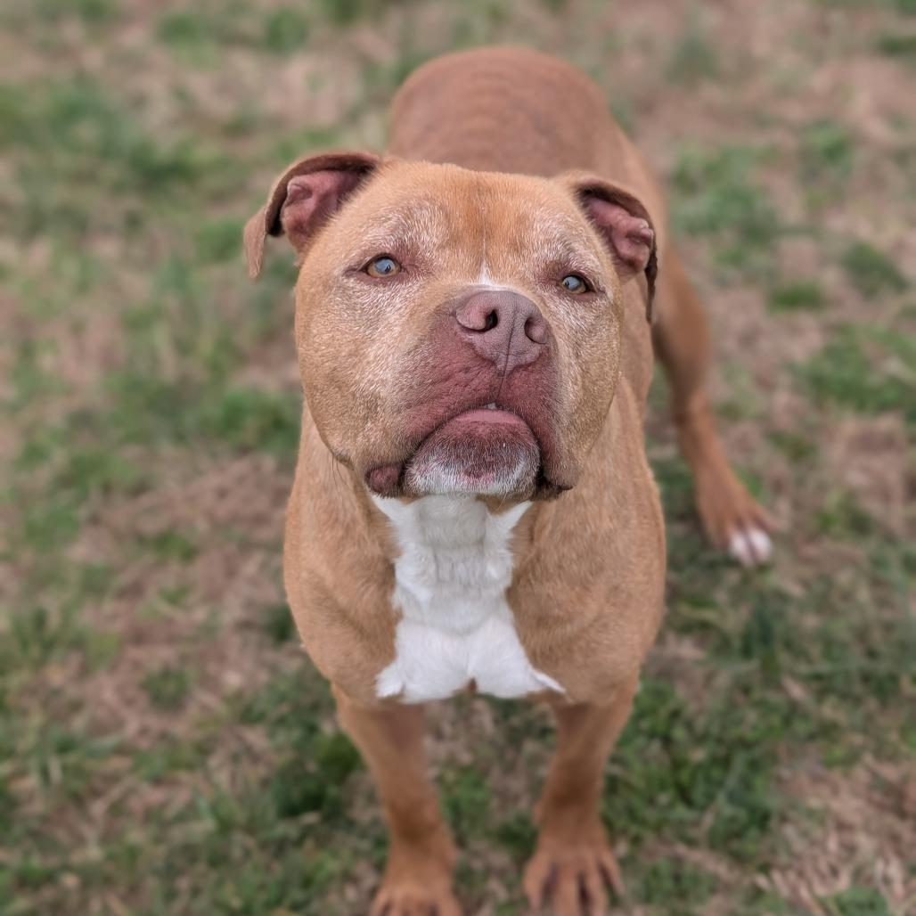 Leo Skepi, Adoptable, Senior Male Pit Bull Terrier.