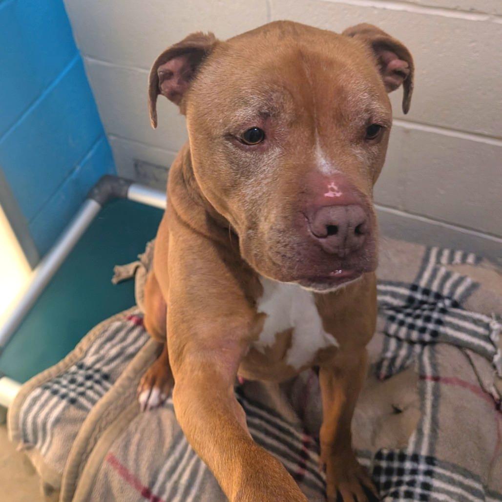 Enlarge Leo Skepi, a Adoptable Pit Bull Terrier in Smithville, TN image 2/2