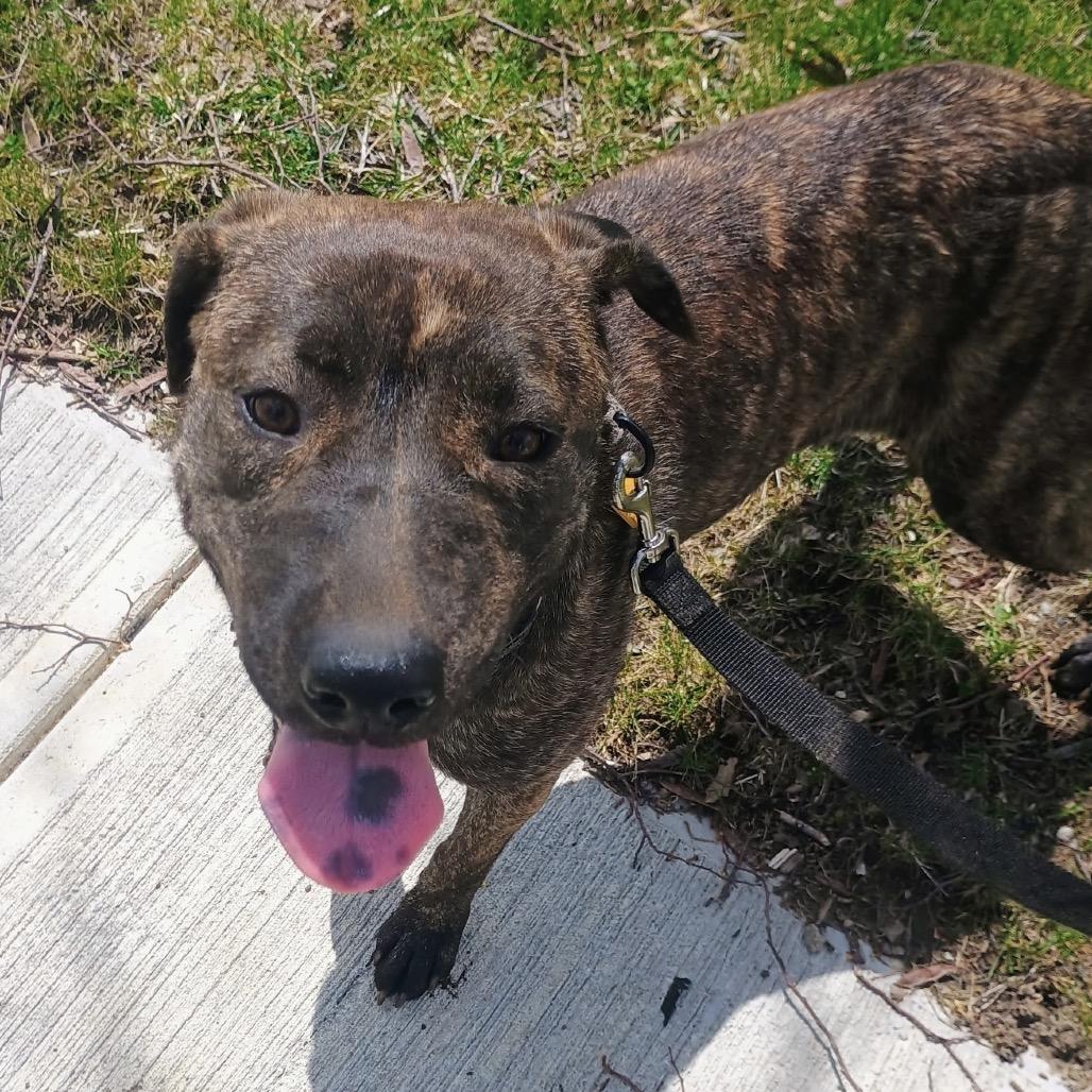 Enlarge Reagan, a Adoptable mixed breed in Avon, OH image 1/6