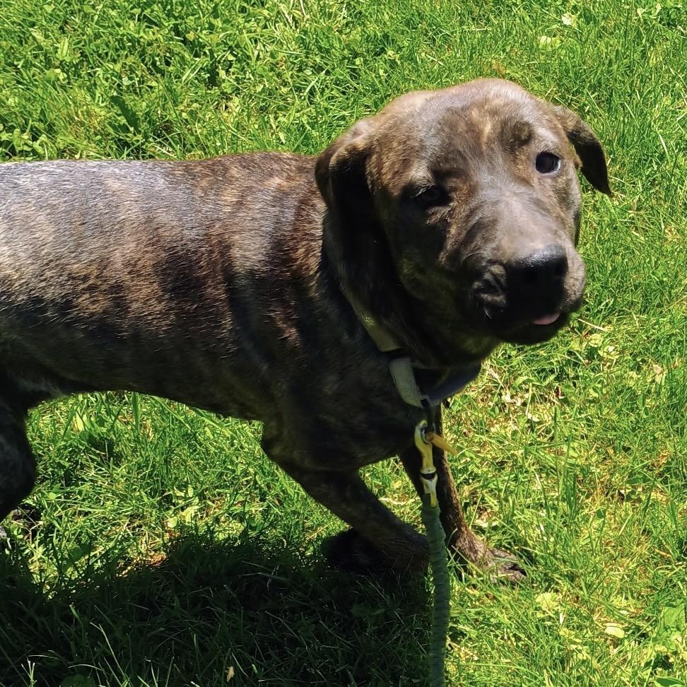 Enlarge Reagan, a Adoptable mixed breed in Avon, OH image 2/6