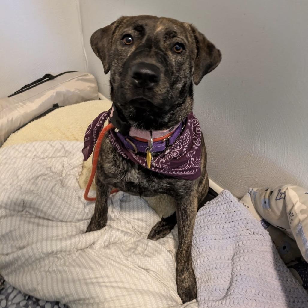 Enlarge Reagan, a Adoptable mixed breed in Avon, OH image 3/6