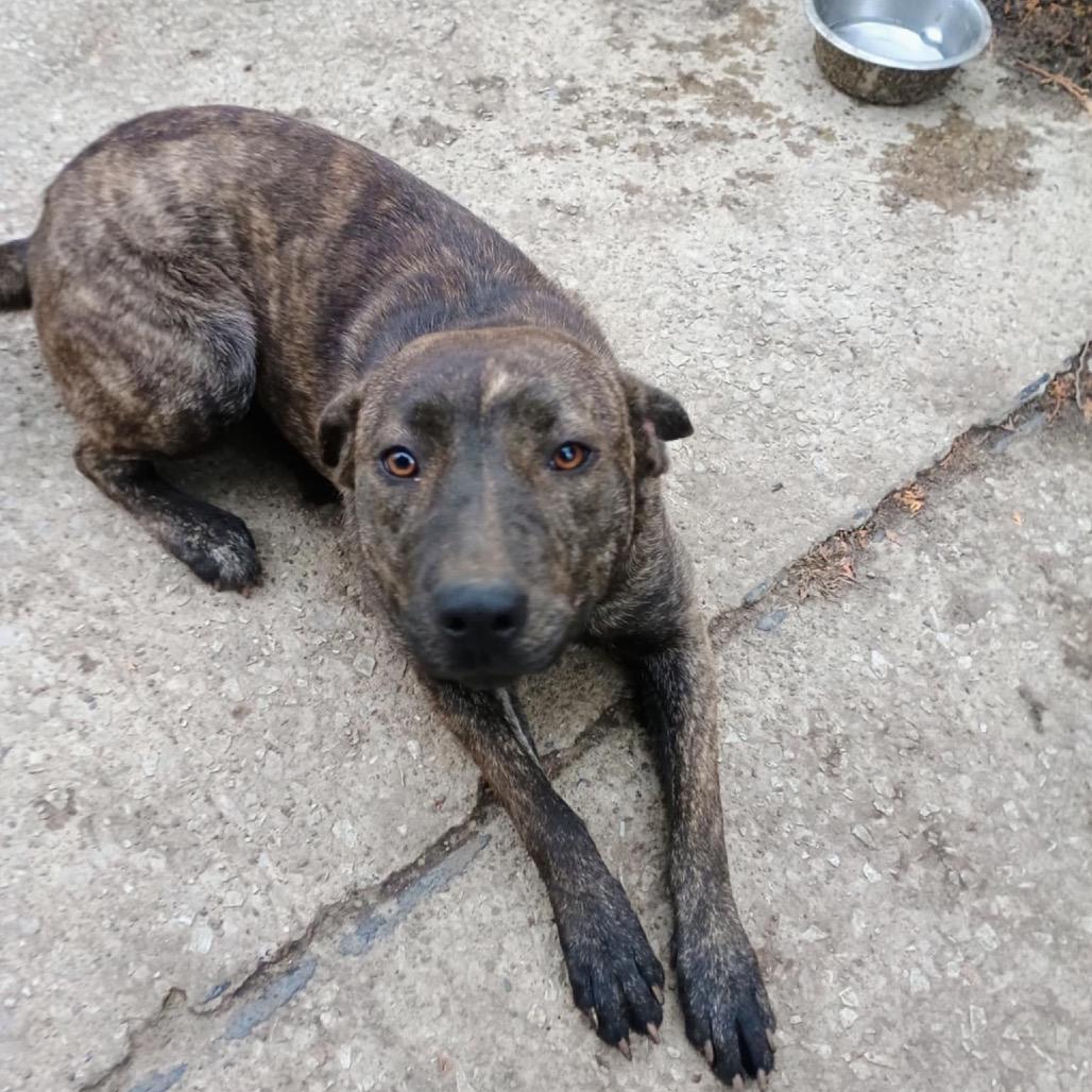 Enlarge Reagan, a Adoptable mixed breed in Avon, OH image 4/6