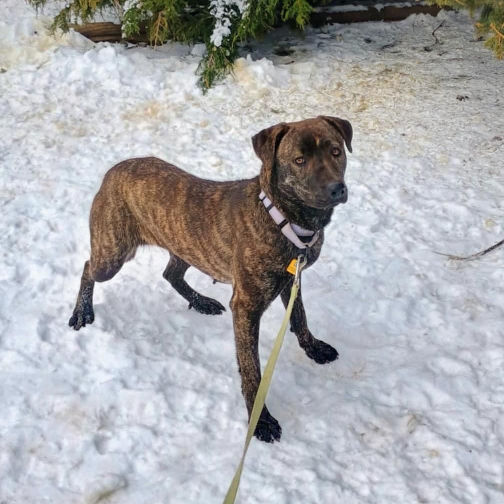 Enlarge Reagan, a Adoptable mixed breed in Avon, OH image 5/6