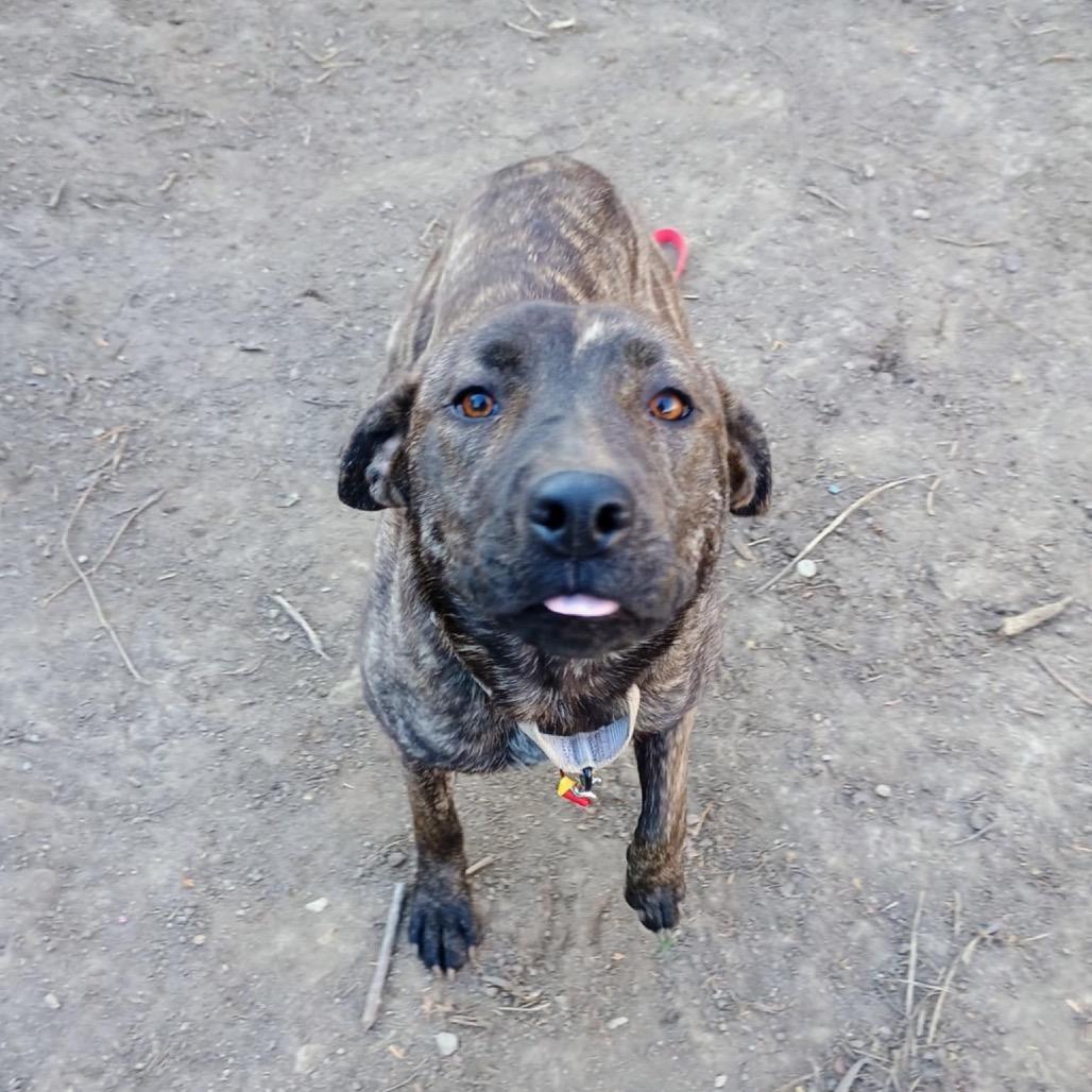 Enlarge Reagan, a Adoptable mixed breed in Avon, OH image 6/6