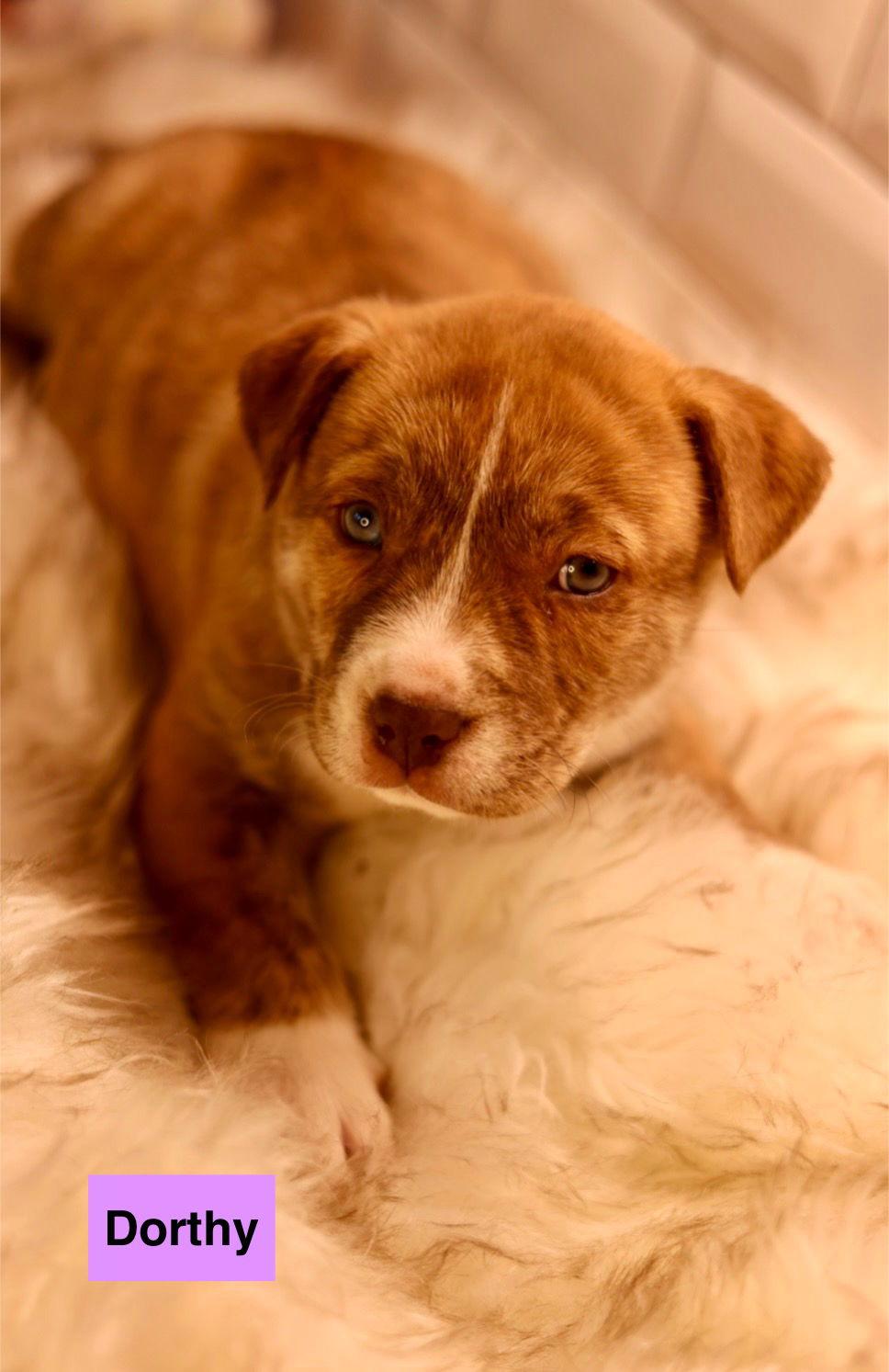Dorthy, Adoptable, Puppy Female American Bulldog.