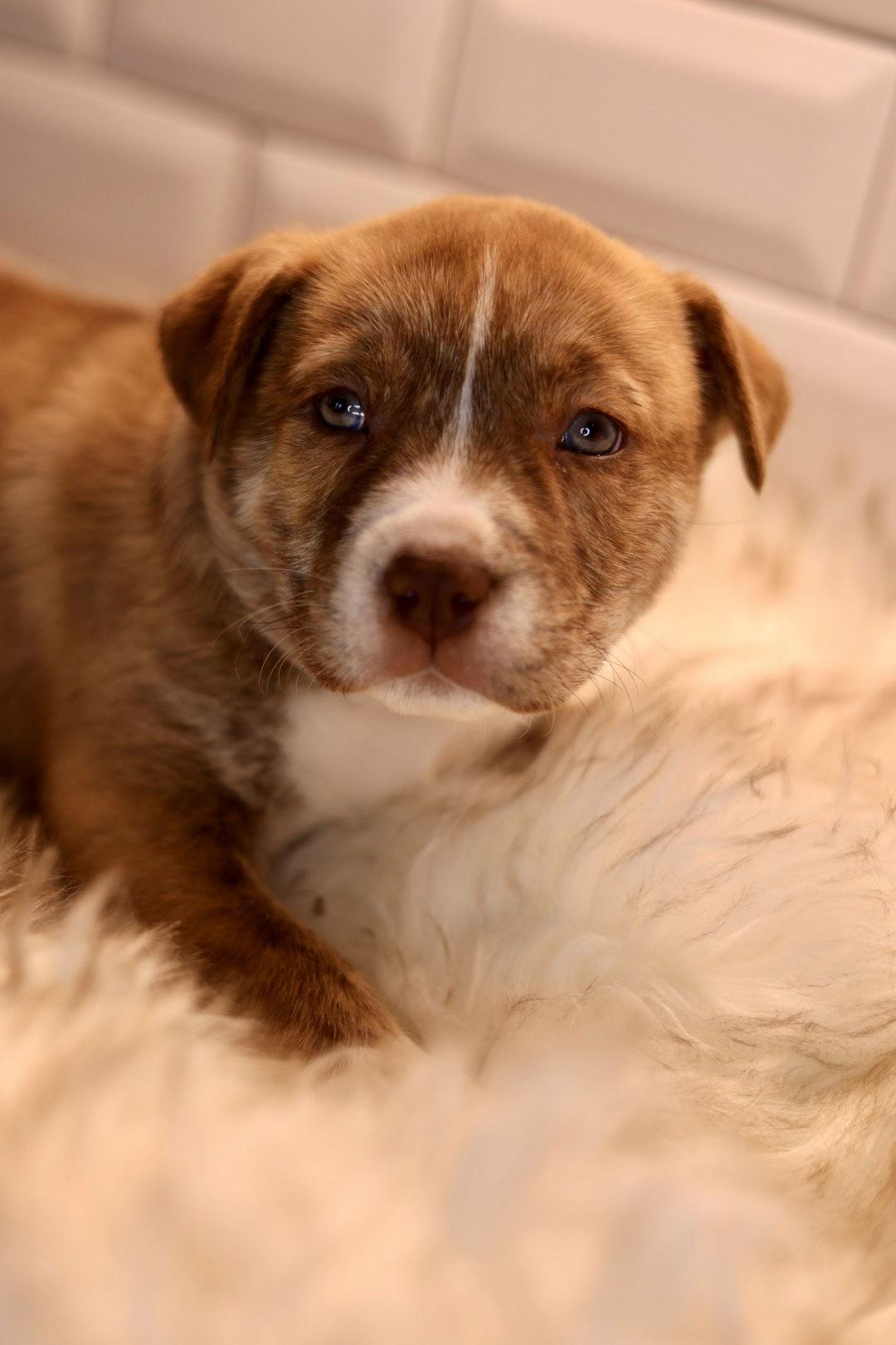 Enlarge Dorthy, a Adoptable American Bulldog in Duluth, MN image 2/3