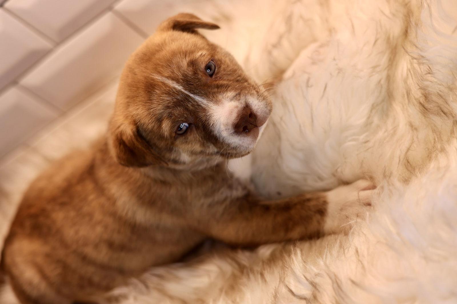 Enlarge Dorthy, a Adoptable American Bulldog in Duluth, MN image 3/3