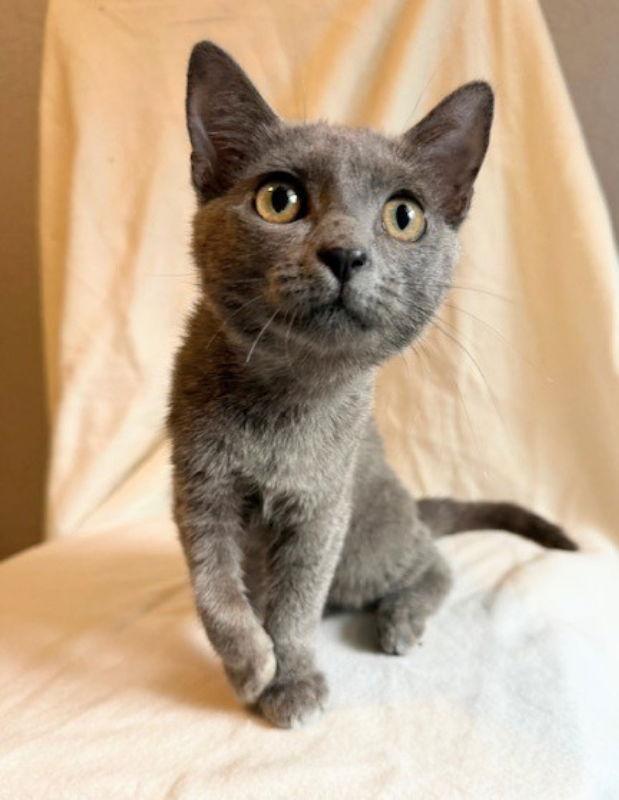 Enlarge Albanese, a Adopted mixed breed in Ocala, FL image 2/3