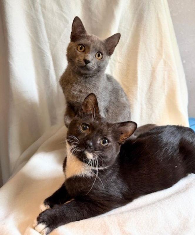 Enlarge Albanese, a Adopted mixed breed in Ocala, FL image 3/3