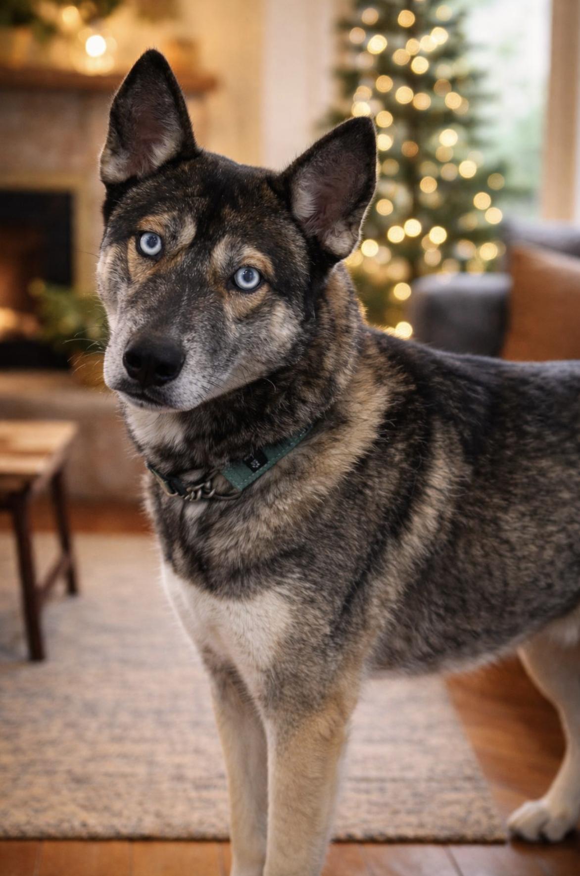 Atticus — thumbnail 5