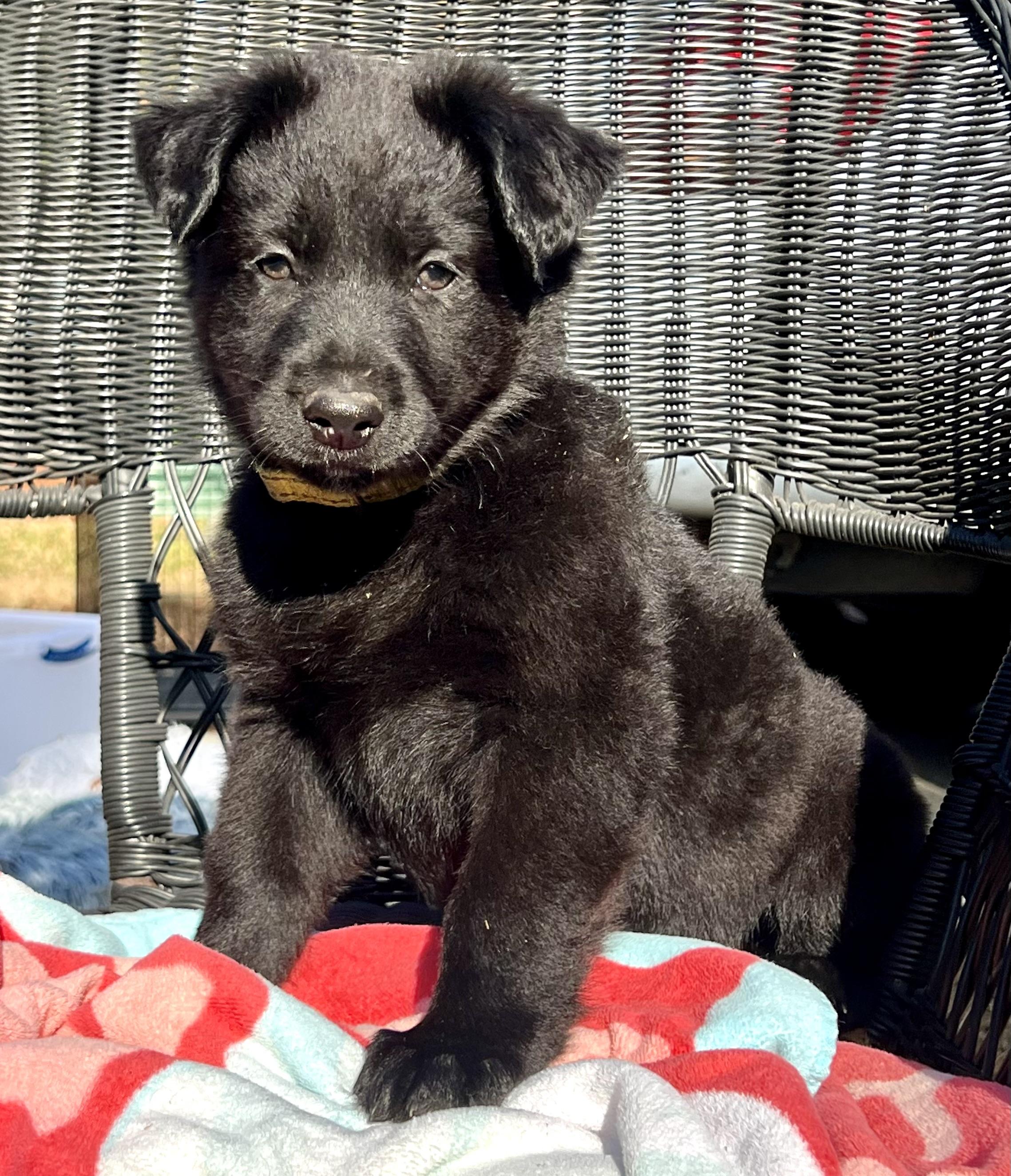 Norman, ADOPTABLE, Puppy Male Mixed Breed.