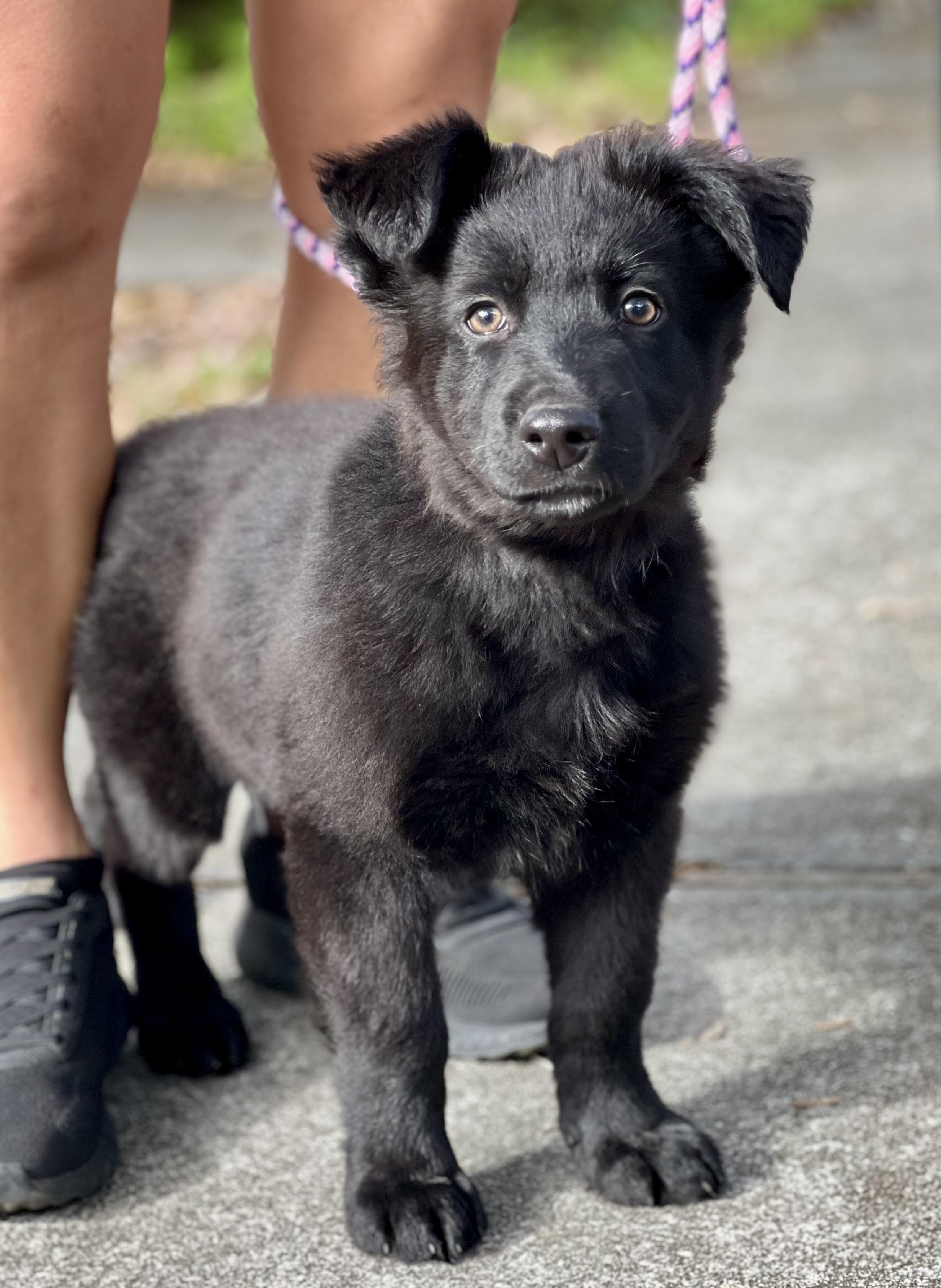 Enlarge Norman, a ADOPTABLE mixed breed in Mt Pleasant, SC image 5/6
