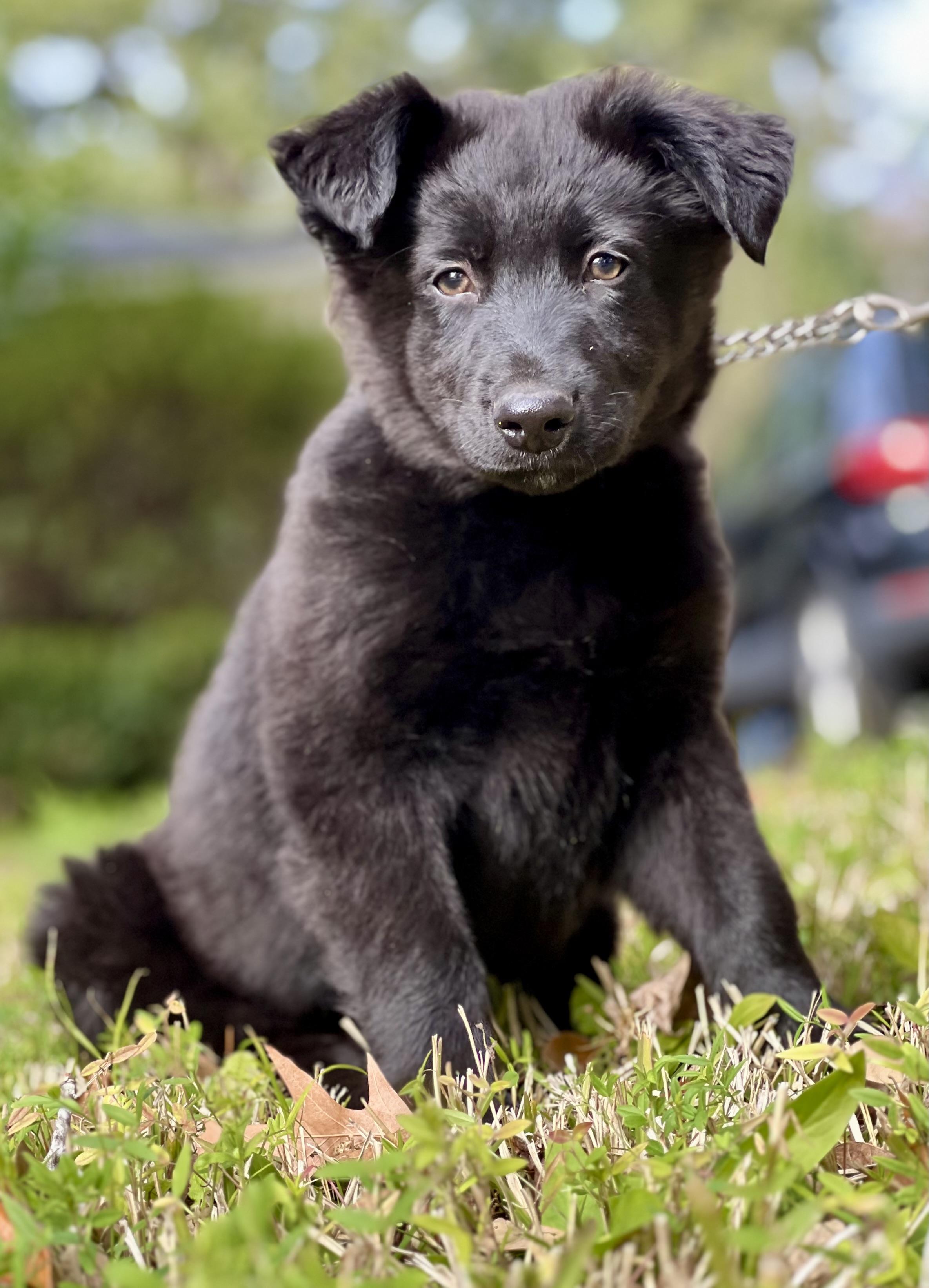 Enlarge Norman, a ADOPTABLE mixed breed in Mt Pleasant, SC image 1/6