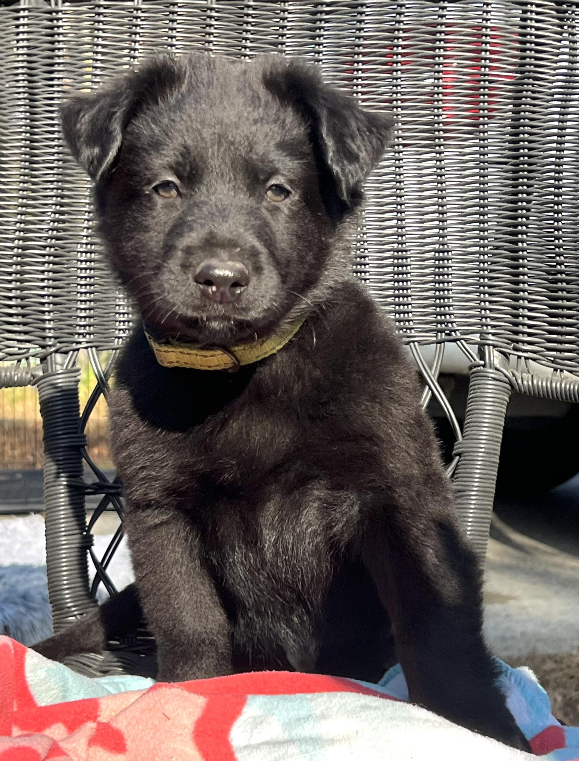 Enlarge Norman, a ADOPTABLE mixed breed in Mt Pleasant, SC image 5/6