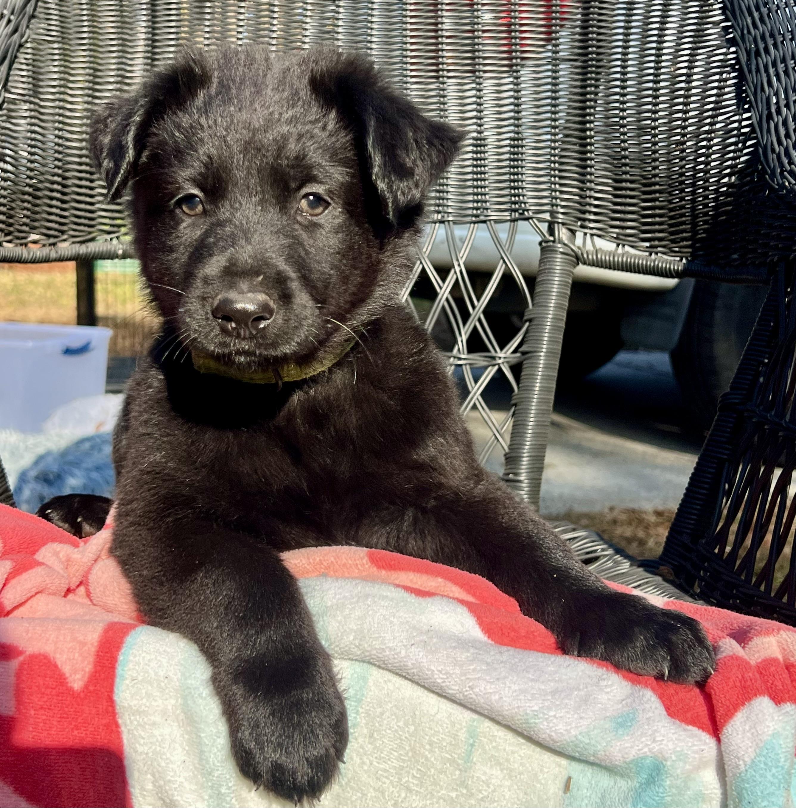 Enlarge Norman, a ADOPTABLE mixed breed in Mt Pleasant, SC image 6/6