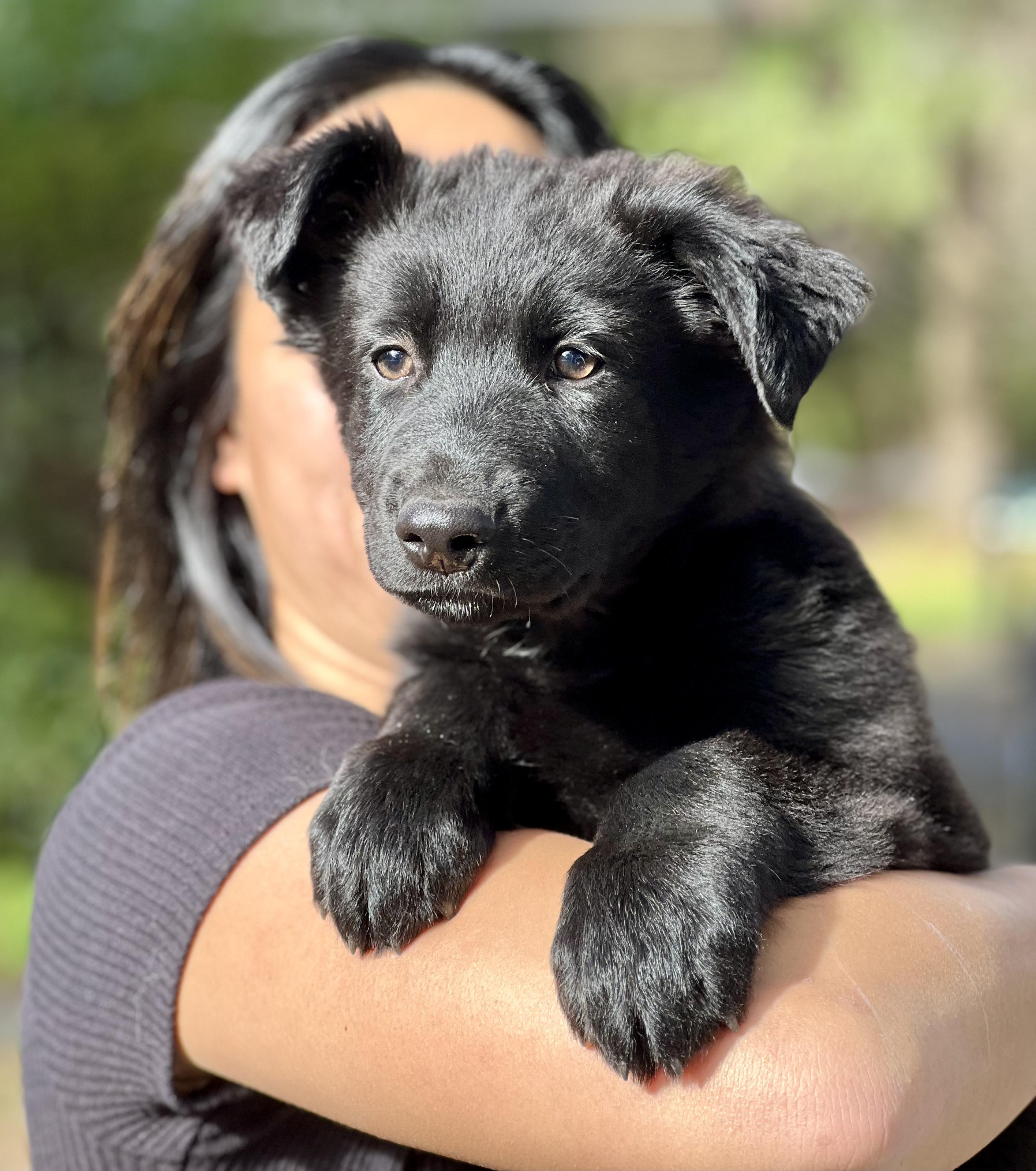 Enlarge Norman, a ADOPTABLE mixed breed in Mt Pleasant, SC image 2/6