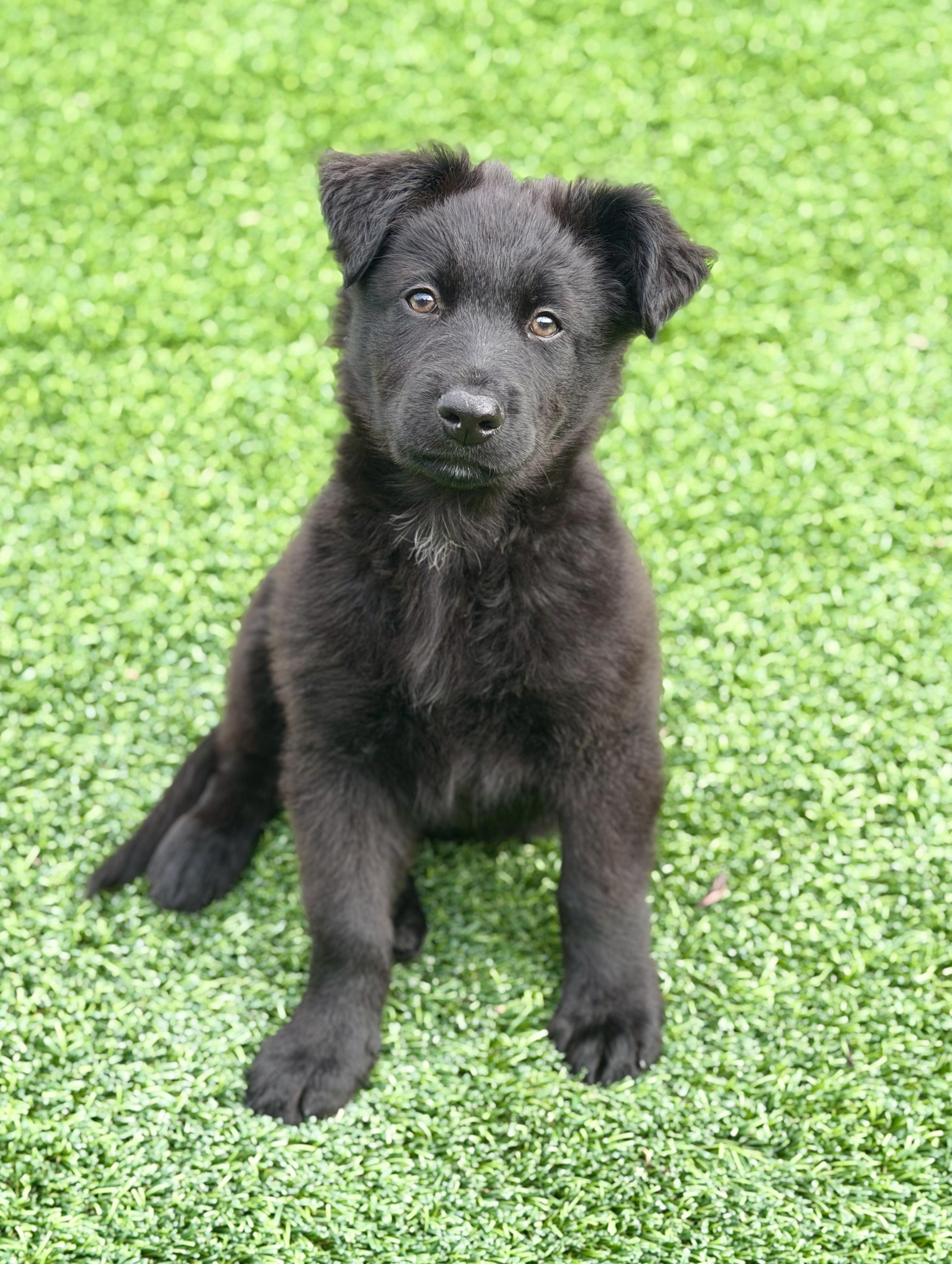 Norman, ADOPTABLE, Puppy Male Mixed Breed.