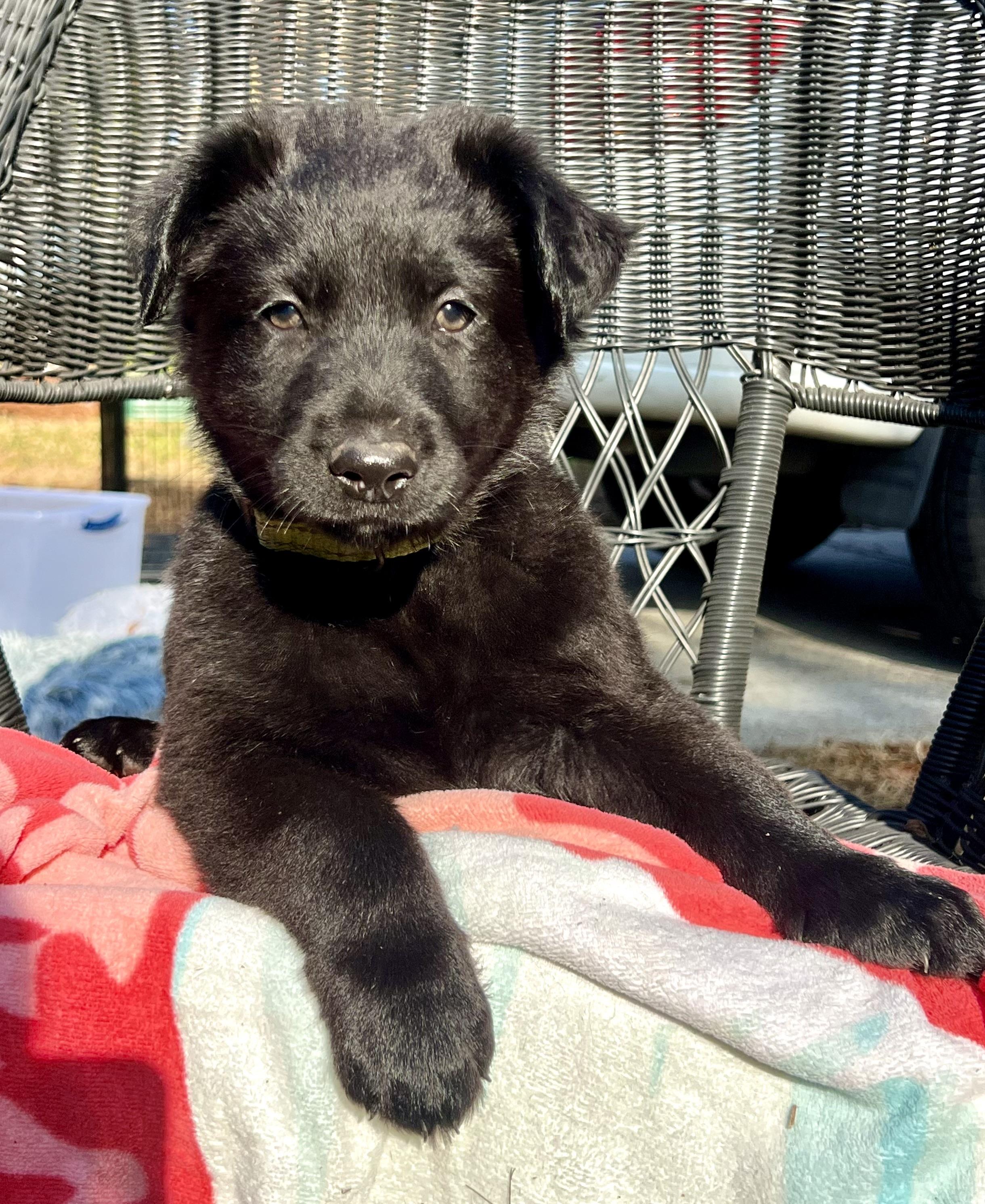 Enlarge Norman, a ADOPTABLE mixed breed in Mt Pleasant, SC image 4/6