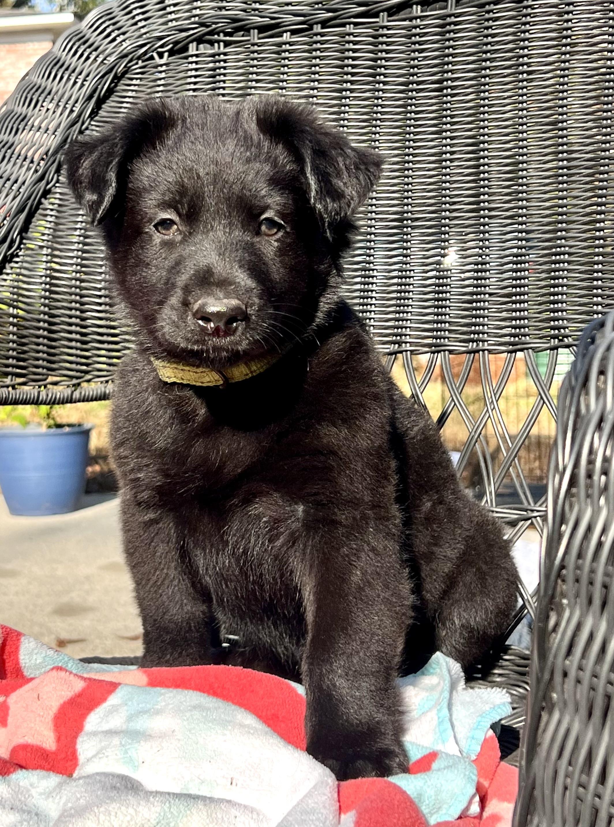 Enlarge Norman, a ADOPTABLE mixed breed in Mt Pleasant, SC image 3/6