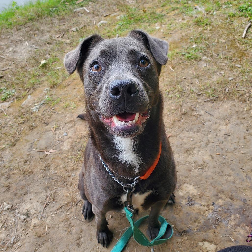 Royalty, Adoptable, Adult Female Mixed Breed.