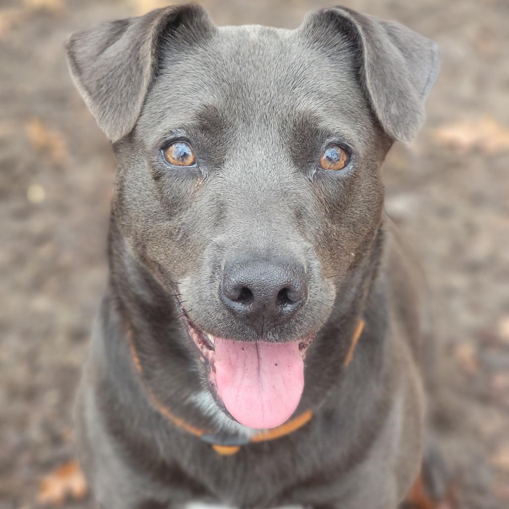 Enlarge Royalty, a Adoptable Mixed Breed in Walden, NY image 2/6