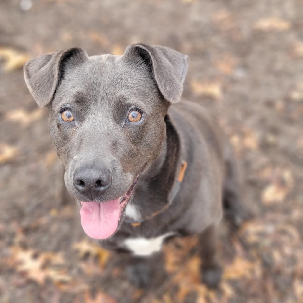 Enlarge Royalty, a Adoptable Mixed Breed in Walden, NY image 3/6