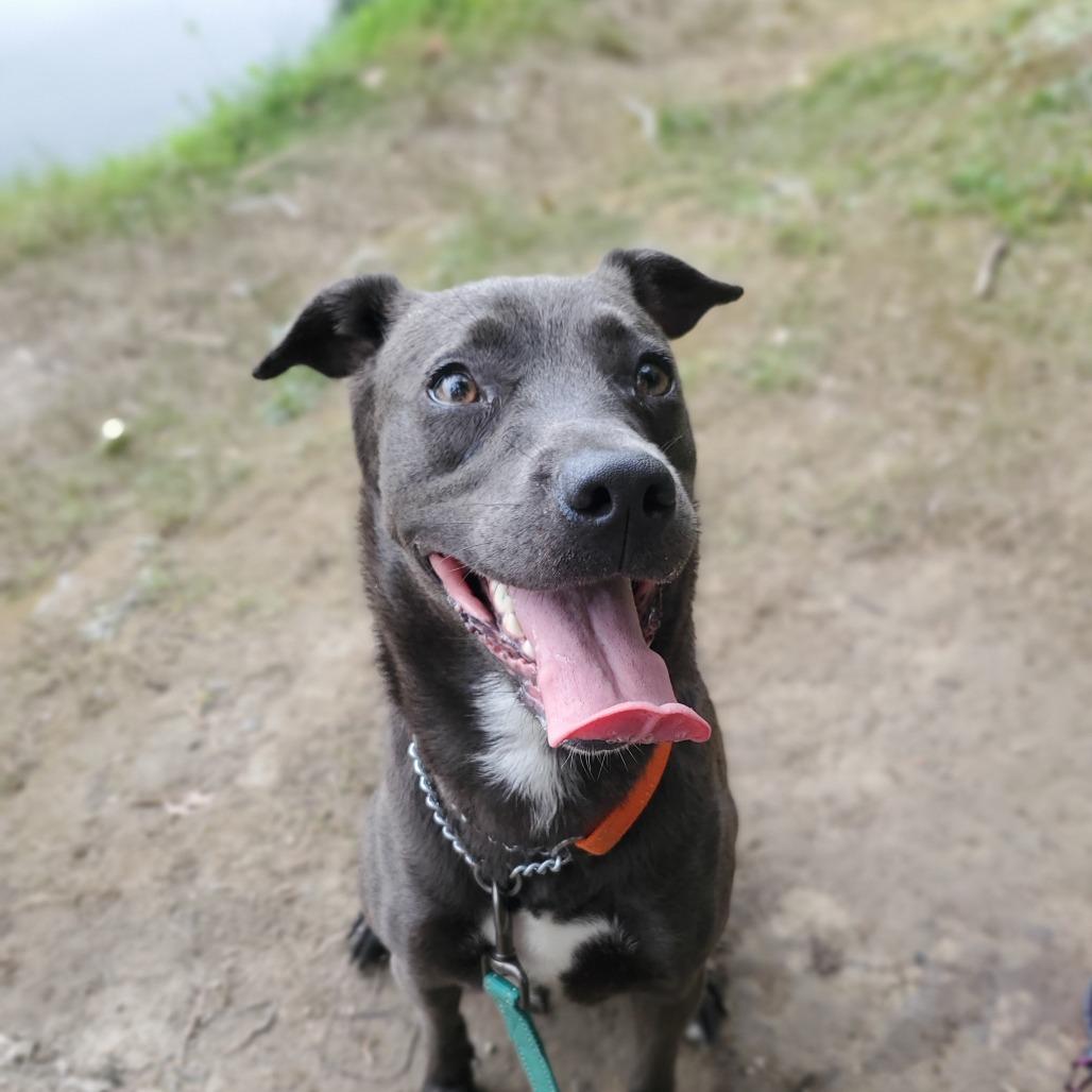 Enlarge Royalty, a Adoptable Mixed Breed in Walden, NY image 4/6