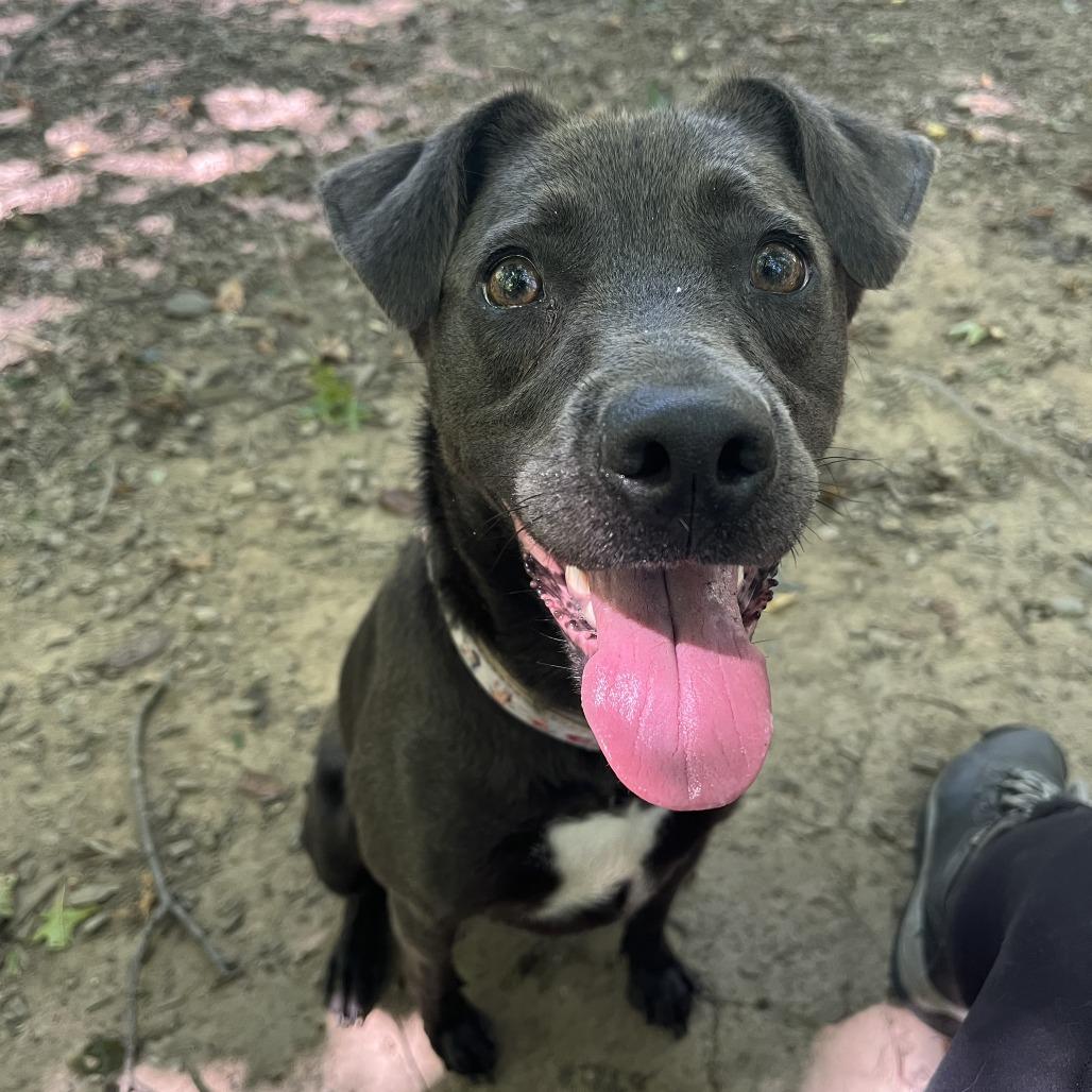 Enlarge Royalty, a Adoptable Mixed Breed in Walden, NY image 5/6