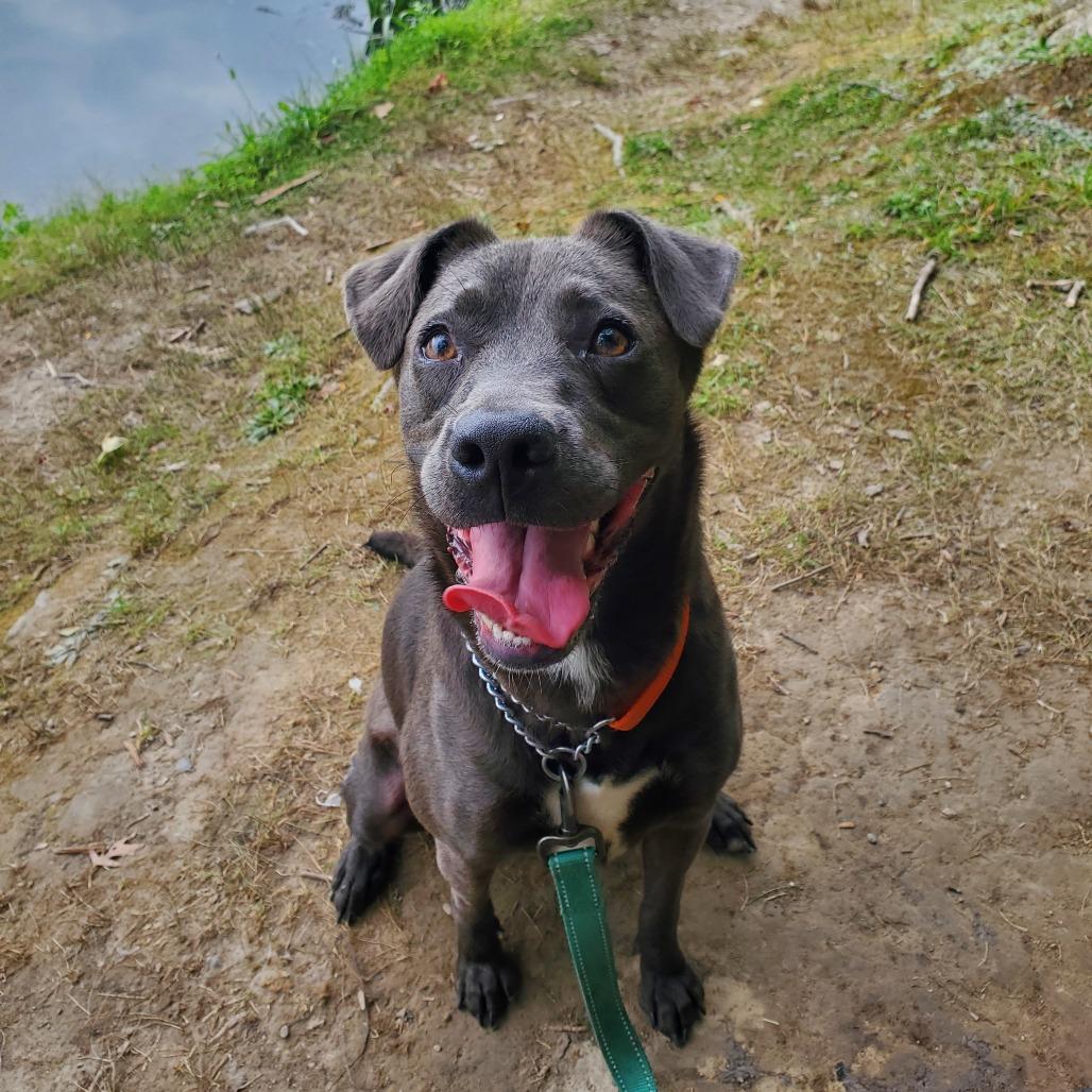 Enlarge Royalty, a Adoptable Mixed Breed in Walden, NY image 6/6