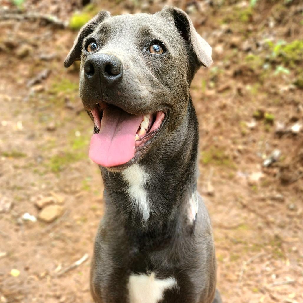 Enlarge Royalty, a Adoptable Mixed Breed in Walden, NY image 6/6