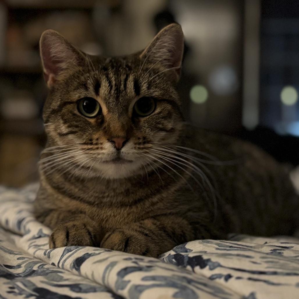 Enlarge Dell, a Adoptable Domestic Short Hair in Oceanside, NY image 2/2