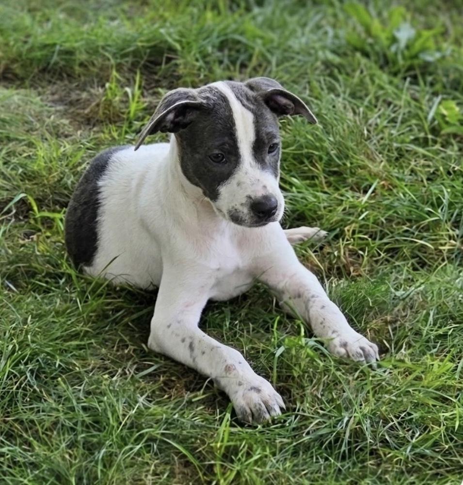 Daisy, Adoptable, Puppy Female Mixed Breed.
