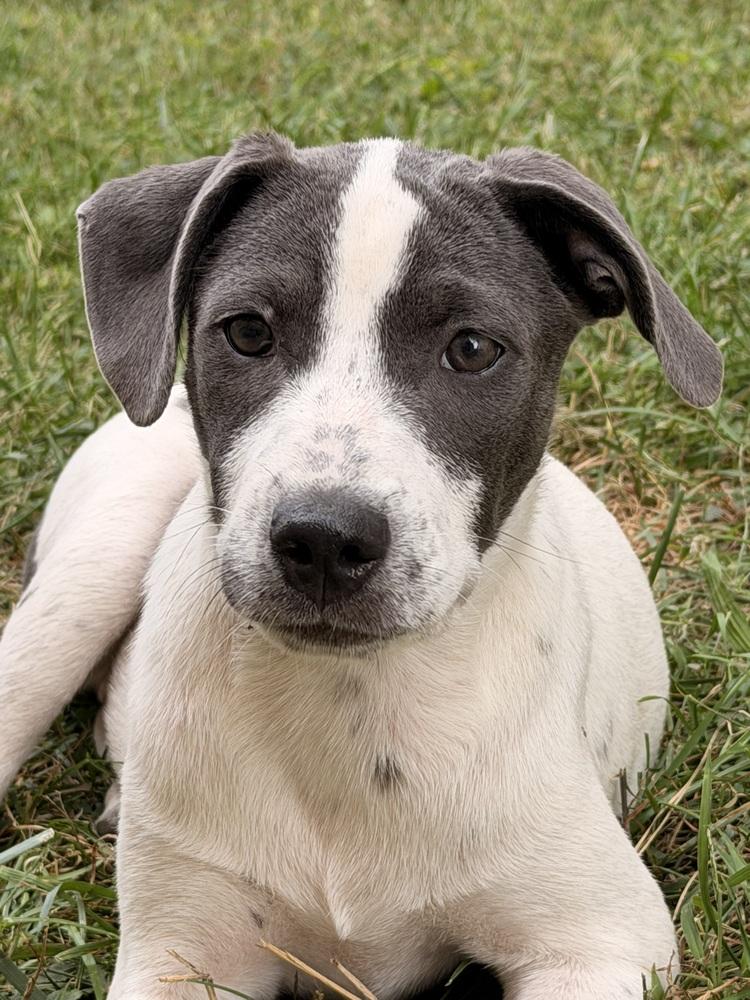 Enlarge Daisy, a Adoptable mixed breed in South Bend, IN image 2/2