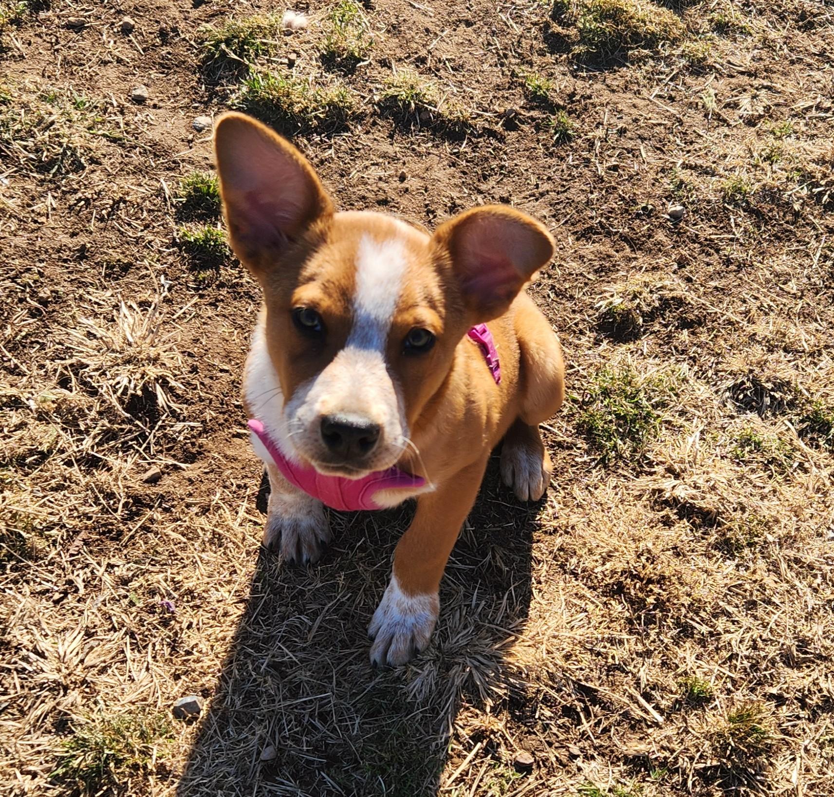 Enlarge Andy, a ADOPTABLE mixed breed in Siloam Springs, AR image 1/2