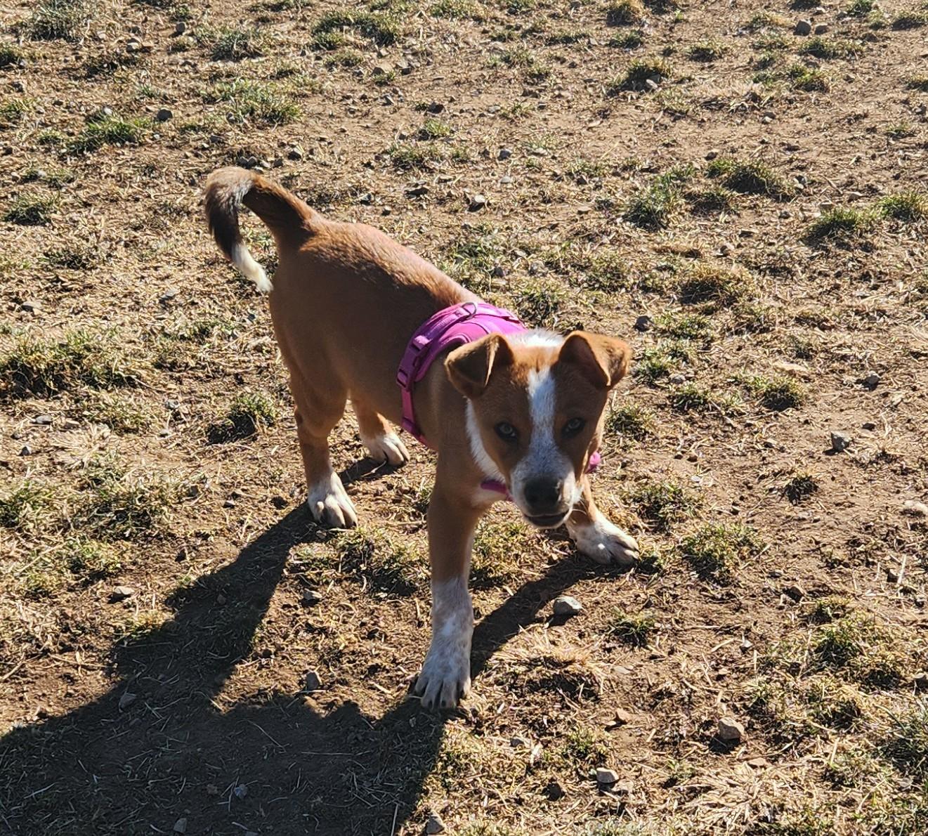 Enlarge Andy, a ADOPTABLE mixed breed in Siloam Springs, AR image 2/2