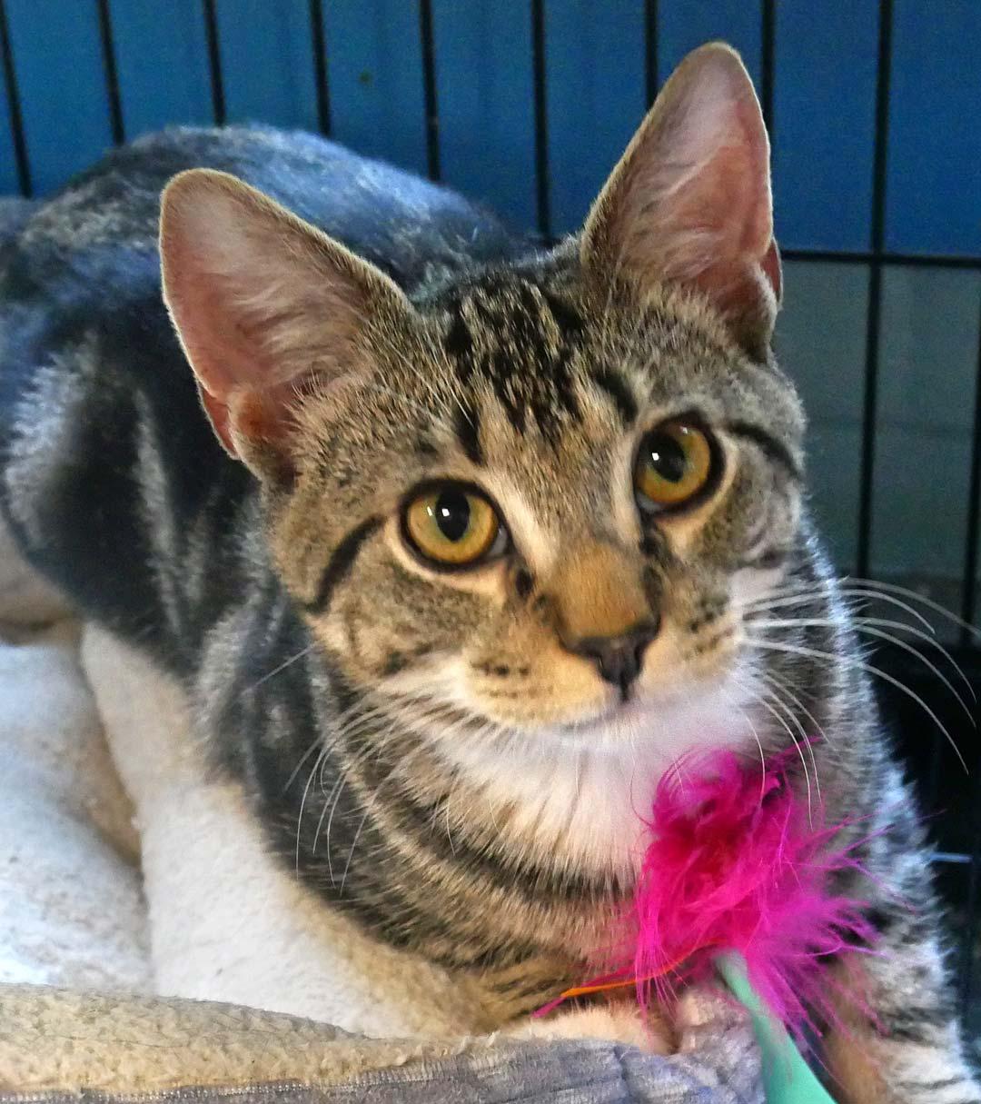 Enlarge Mr. Mitz, a ADOPTABLE Domestic Short Hair in Bloomingdale, NJ image 3/6