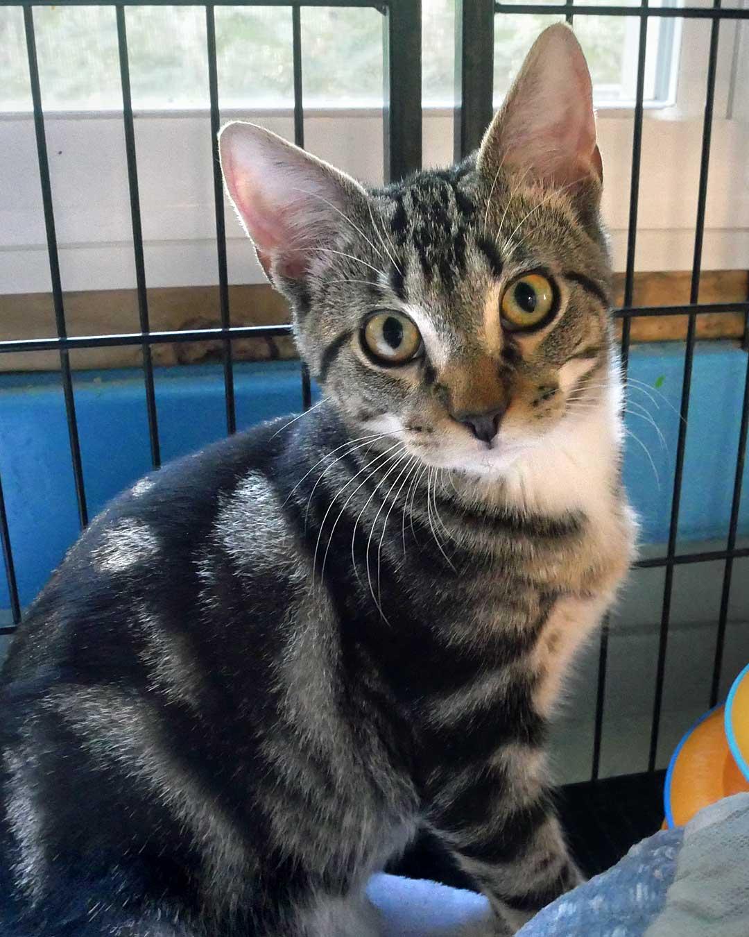 Mr. Mitz, ADOPTABLE, Kitten Male Domestic Short Hair.