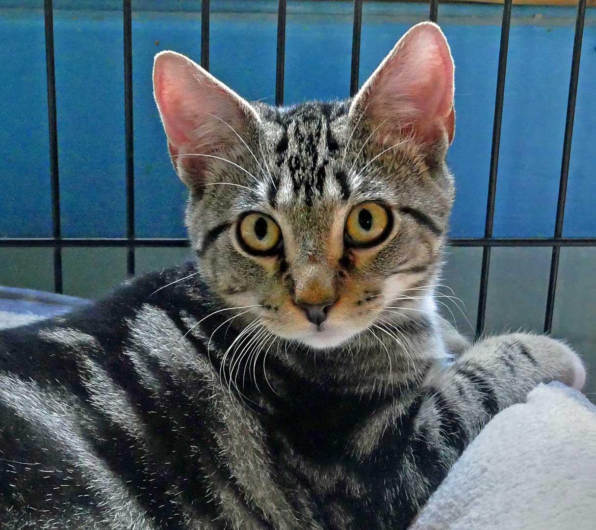 Enlarge Mr. Mitz, a ADOPTABLE Domestic Short Hair in Bloomingdale, NJ image 4/6