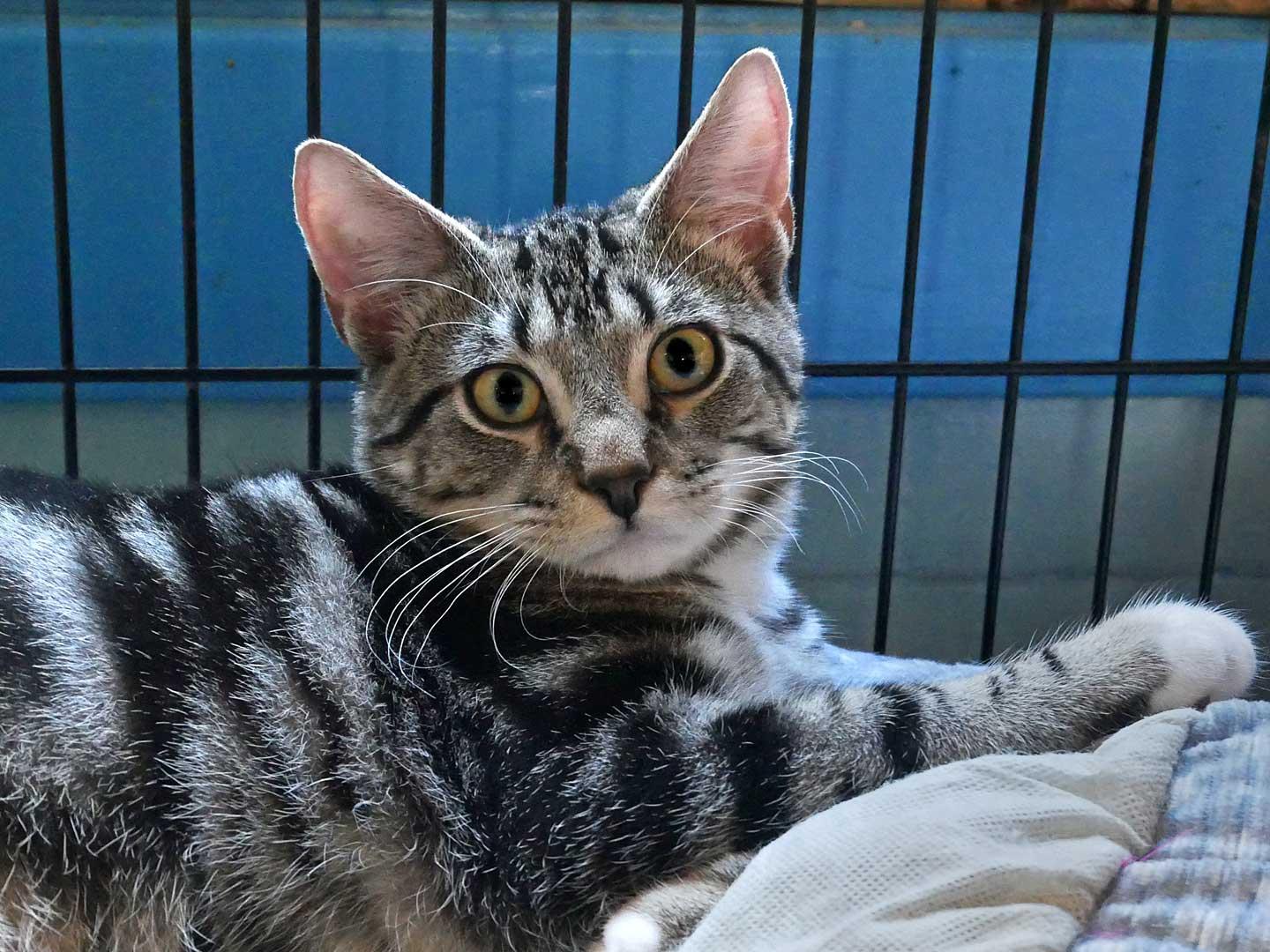 Enlarge Mr. Mitz, a ADOPTABLE Domestic Short Hair in Bloomingdale, NJ image 6/6